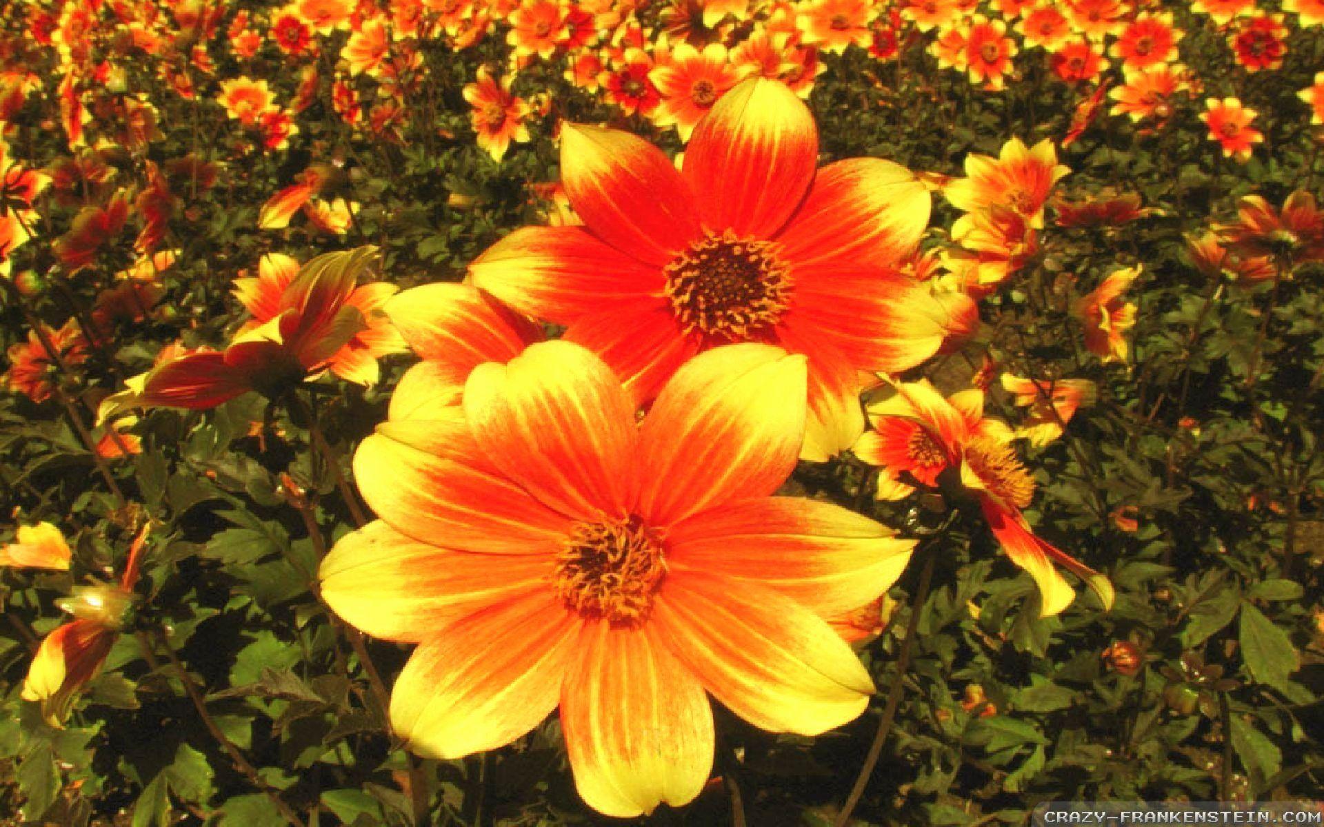 1920x1200 Fall Flowers Wallpaper Elegant Fall Flowers Wallpaper Wallpaper