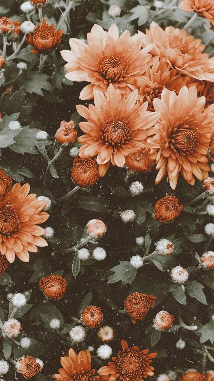 736x1309 Wallpaper Blumen Jahrgang Kwiaciarnia. Flower iphone wallpaper