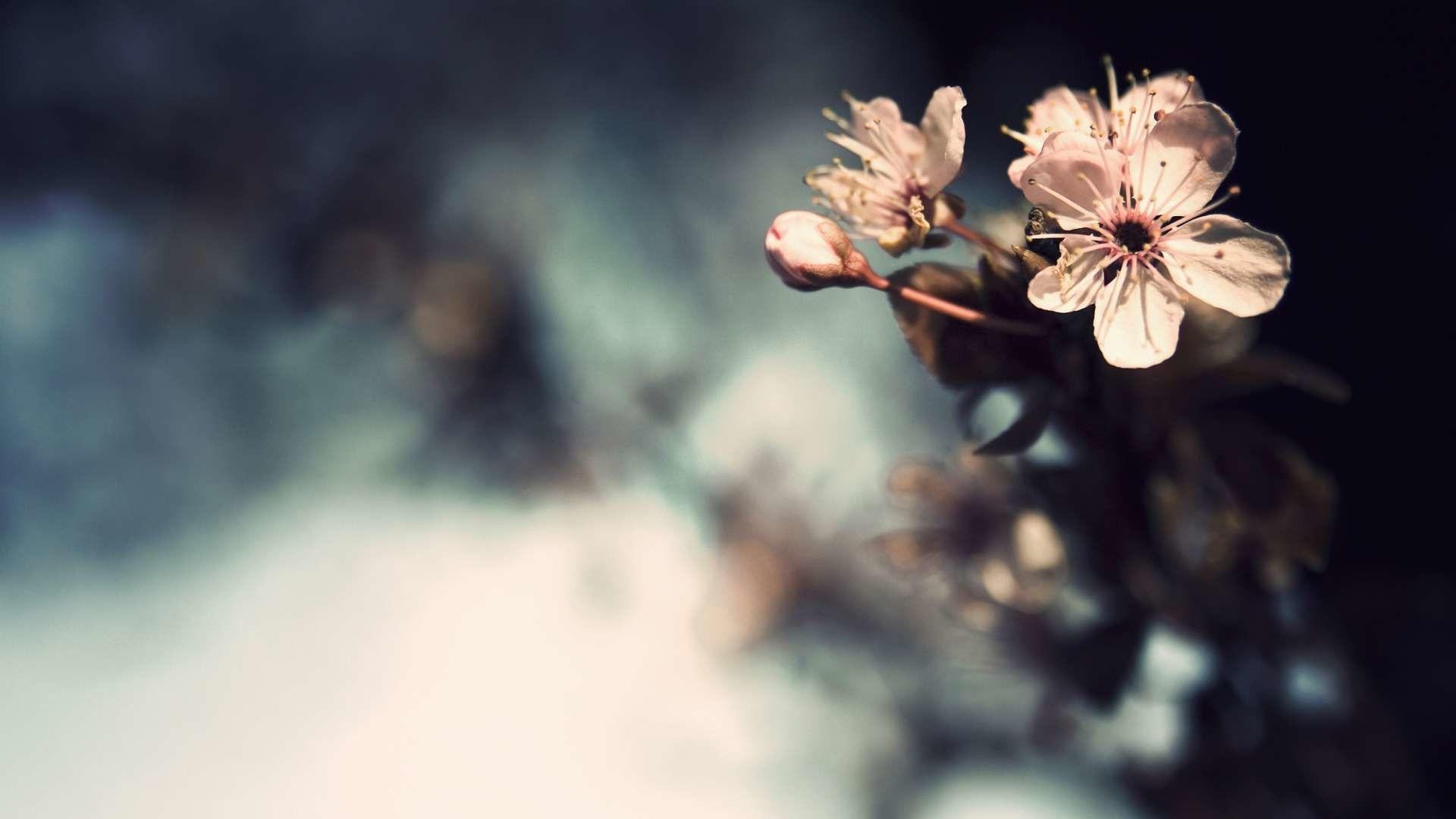 1920x1080 Fall Flowers Wallpaper