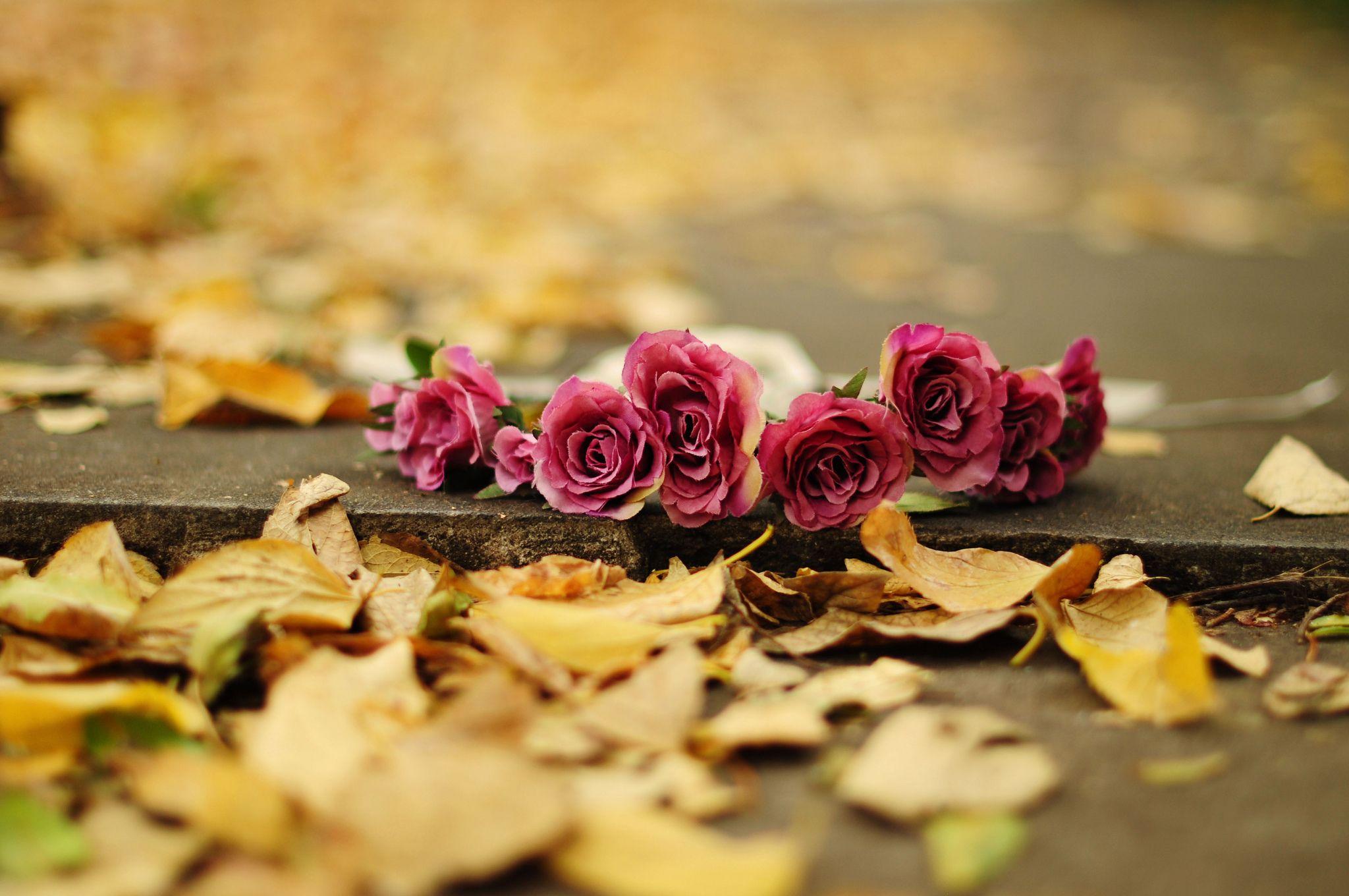 2048x1360 Flower rose roses roses leaves yellow earth autumn bokeh wallpaper