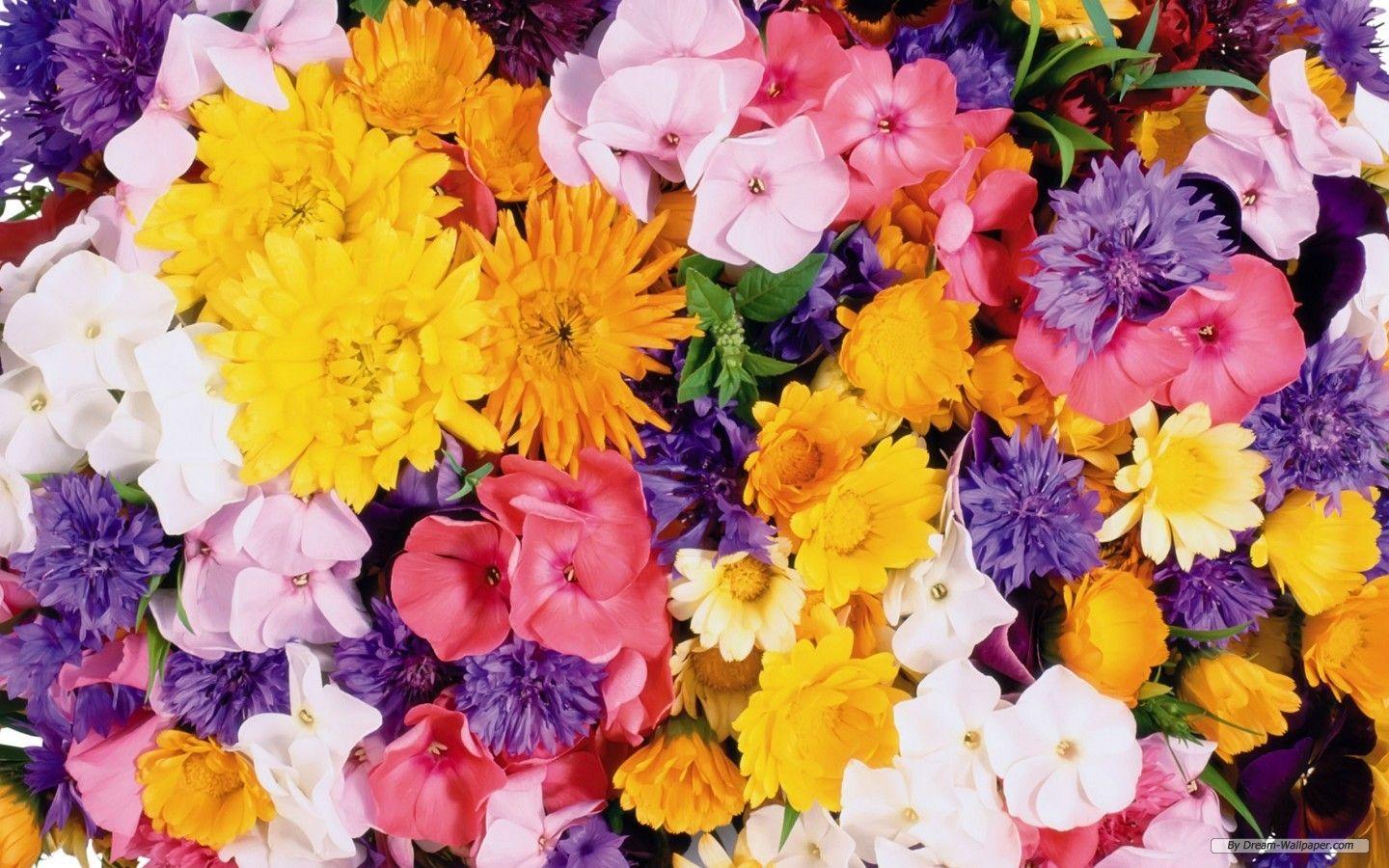 1440x900 Free download flower wallpaper beautiful flower wallpaper flower