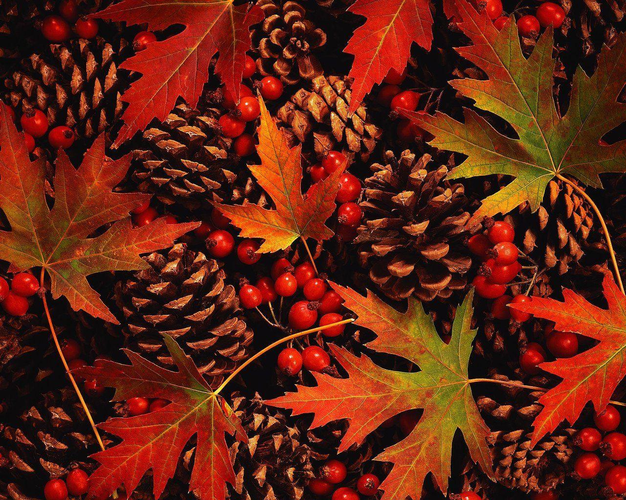 1280x1024 Newest Fall Flowers Image & Wallpaper Swanhild Gummoe