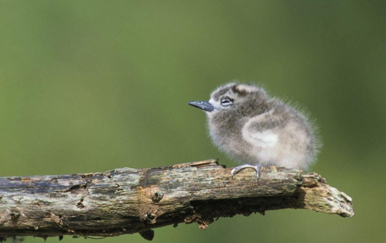 1280x804 Tern Chick wallpaper. Tern Chick