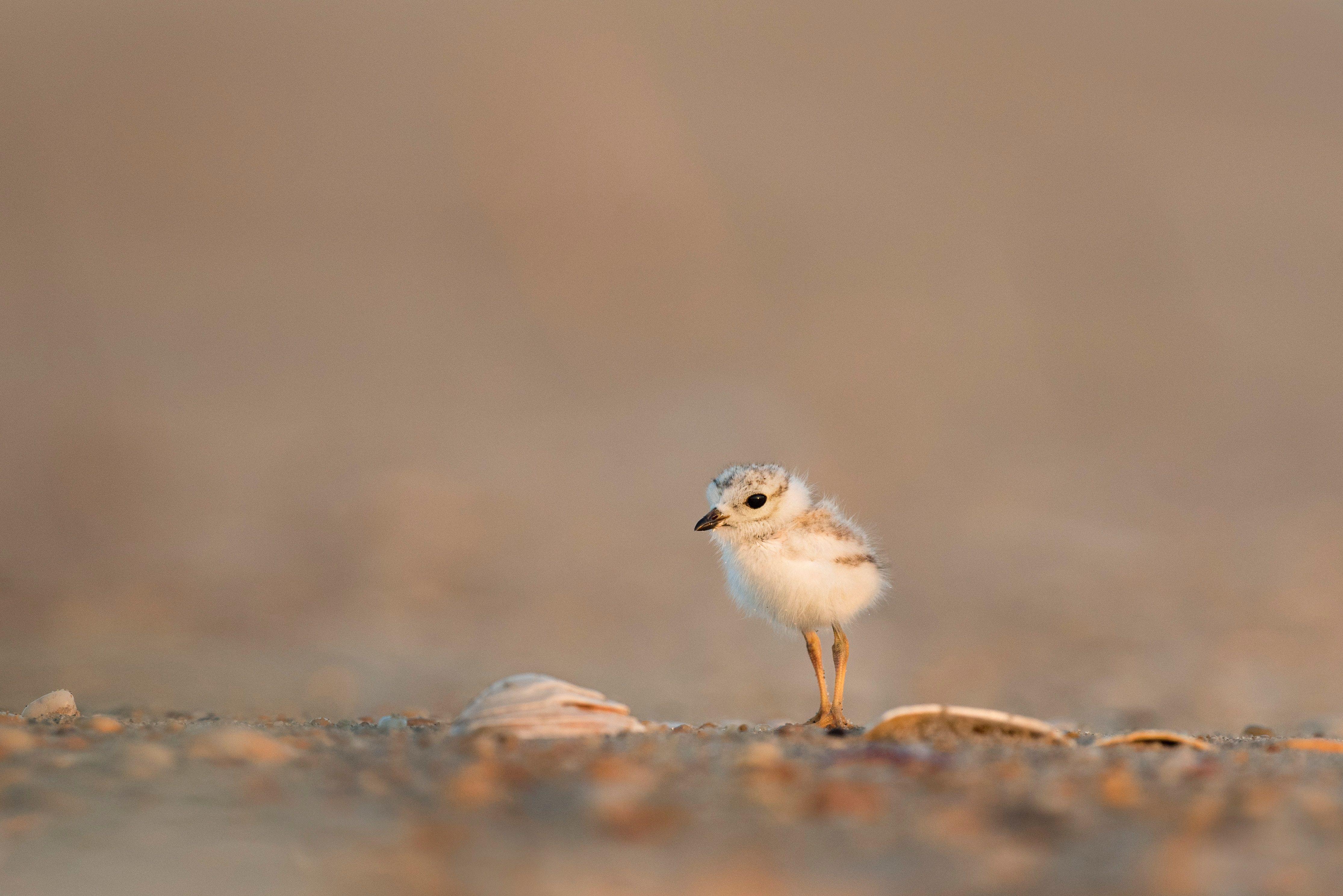 4461x2978 baby bird wallpaper and background
