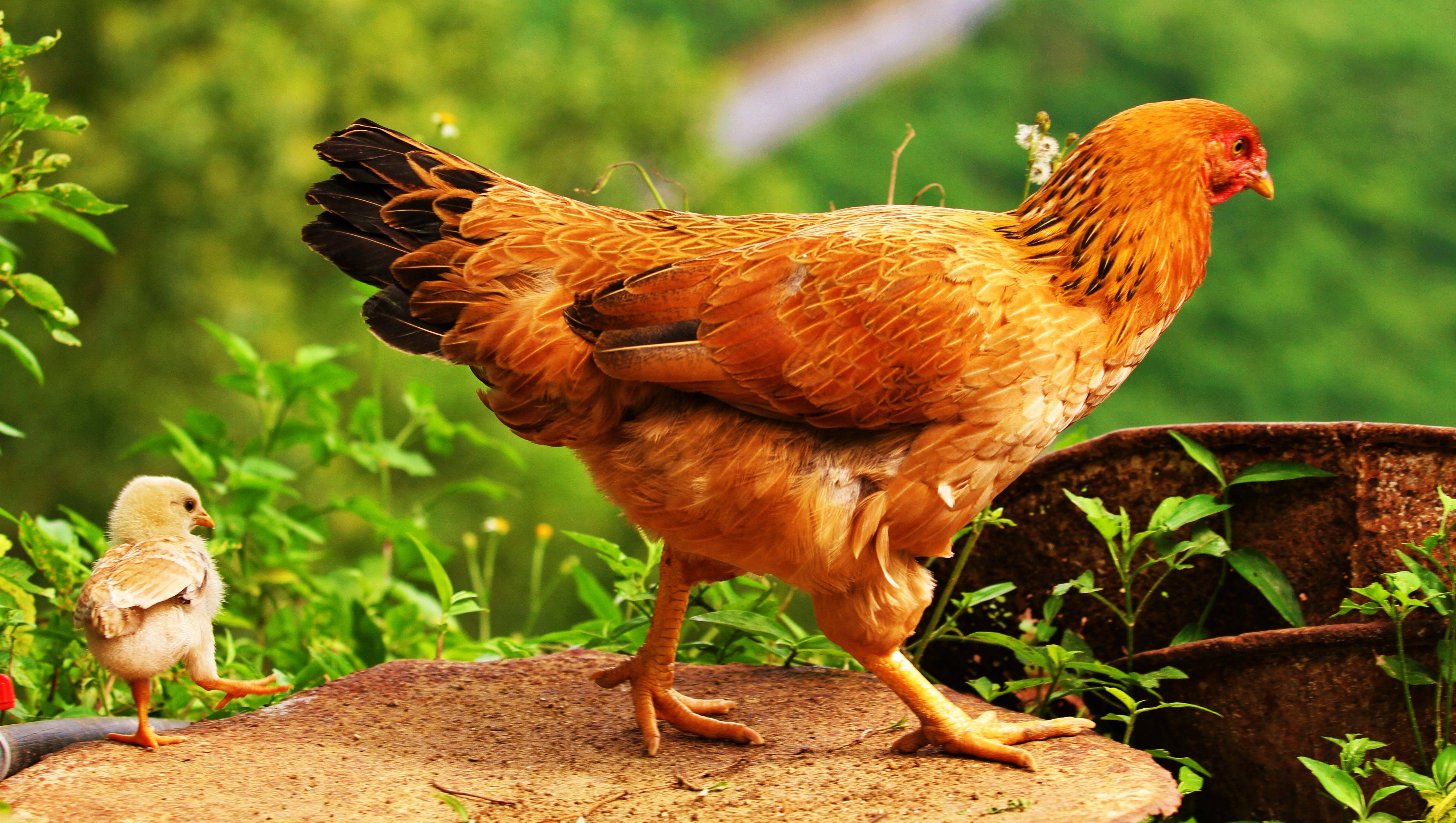 Cute Chicken Wallpapers - Top Free Cute Chicken Backgrounds ...