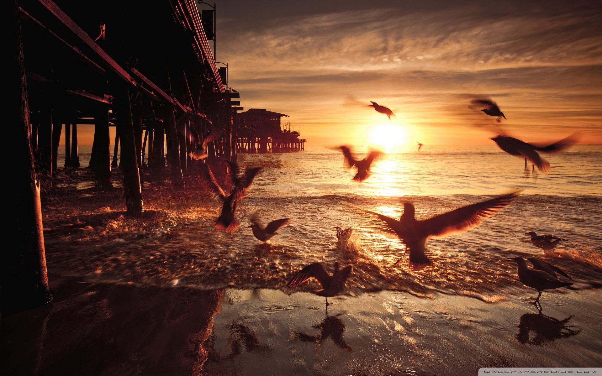 1920x1200 Sea and Fly Birds Ultra HD Desktop Background Wallpaper for 4K UHD TV