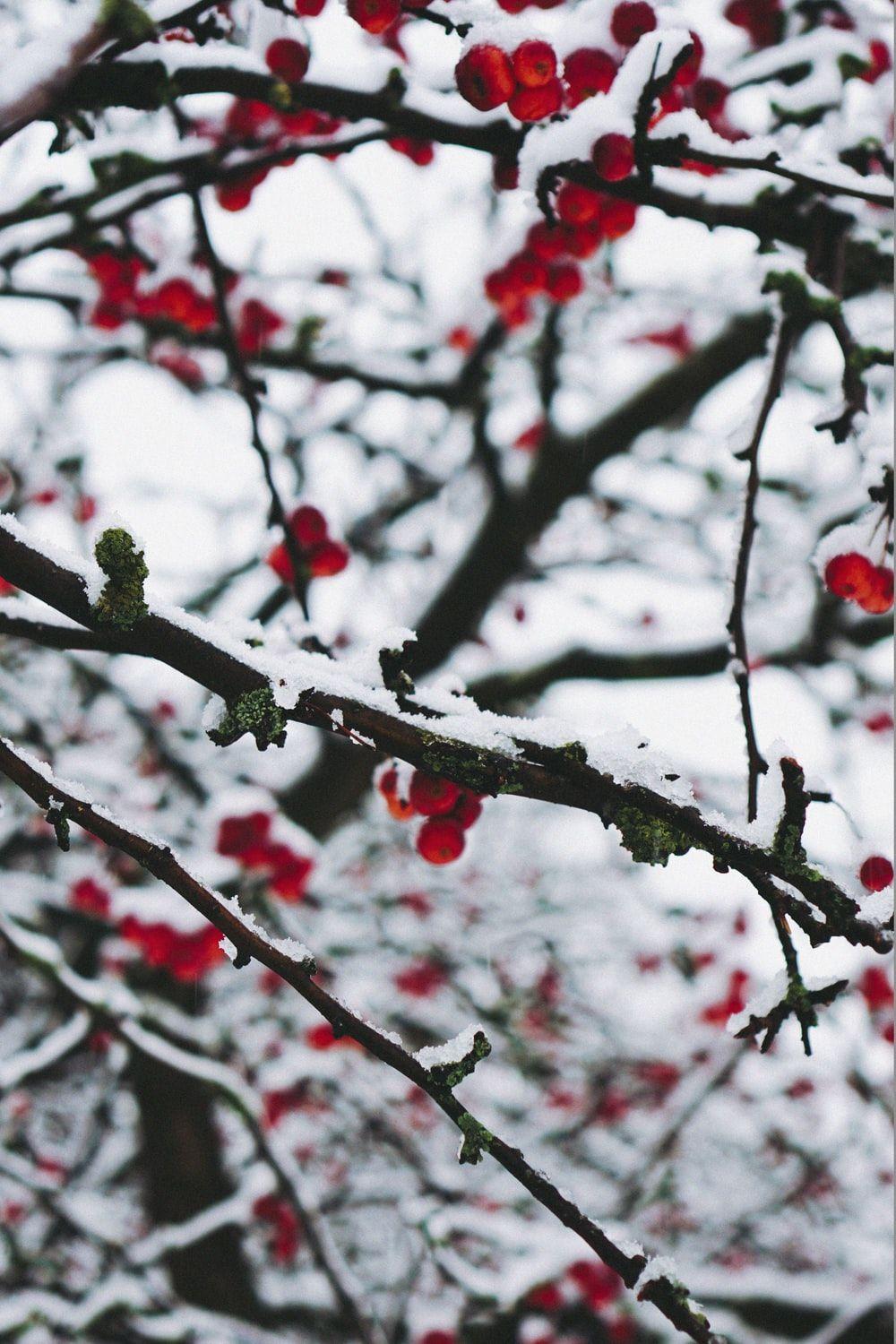 1000x1500 London Snow Picture. Download Free Image