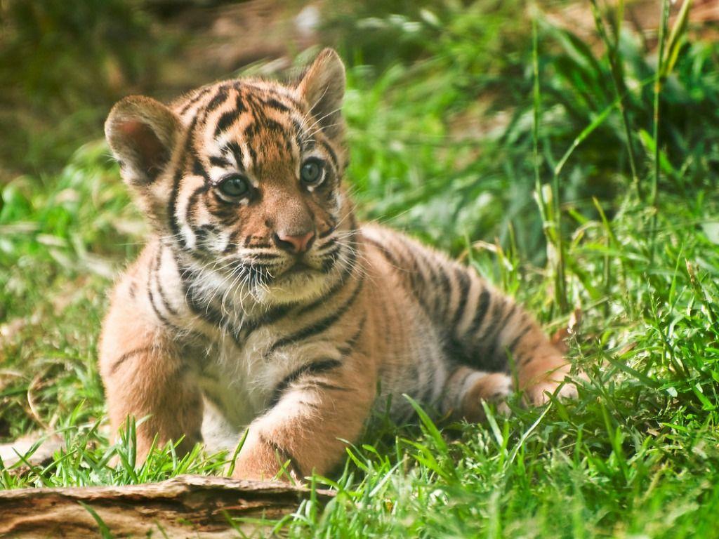 1024x768 Free download Amazing Tiger Cubs Desktop Picture HD Wallpaper