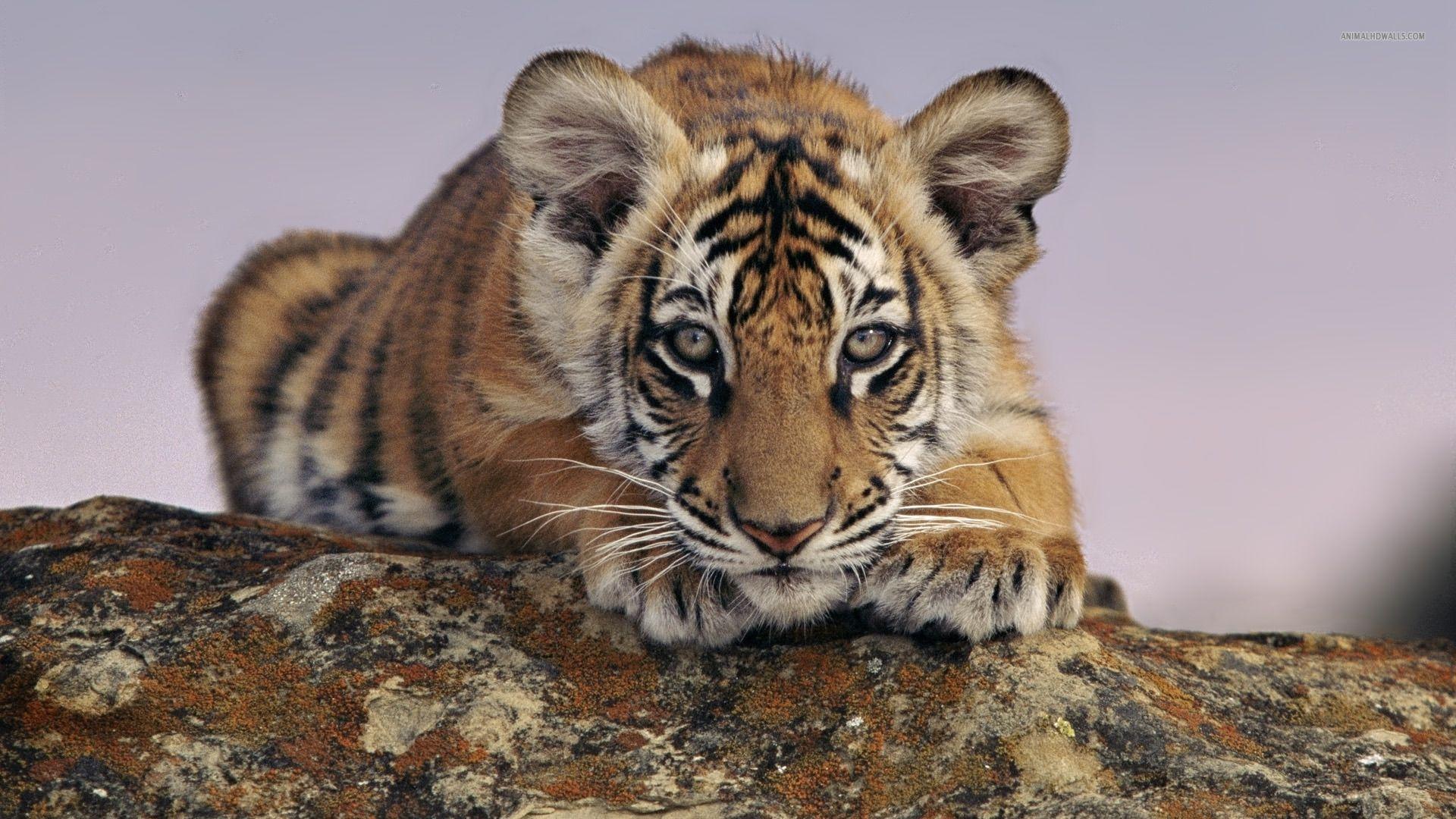 1920x1080 Tiger Cub wallpaperx1080