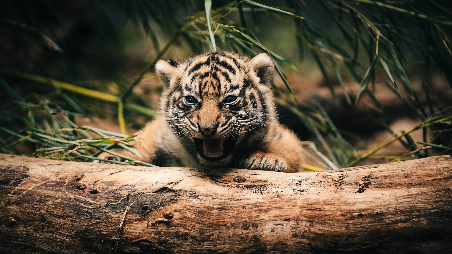 1920x1080 Tiger Hiding Behind A Tree Wallpaper And Image Cub