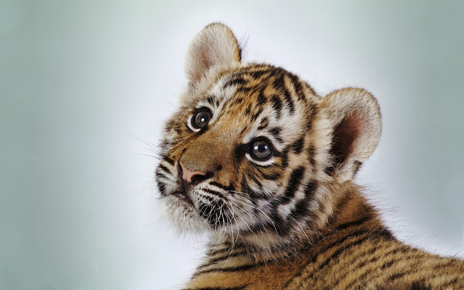 1600x1000 Extremely cute