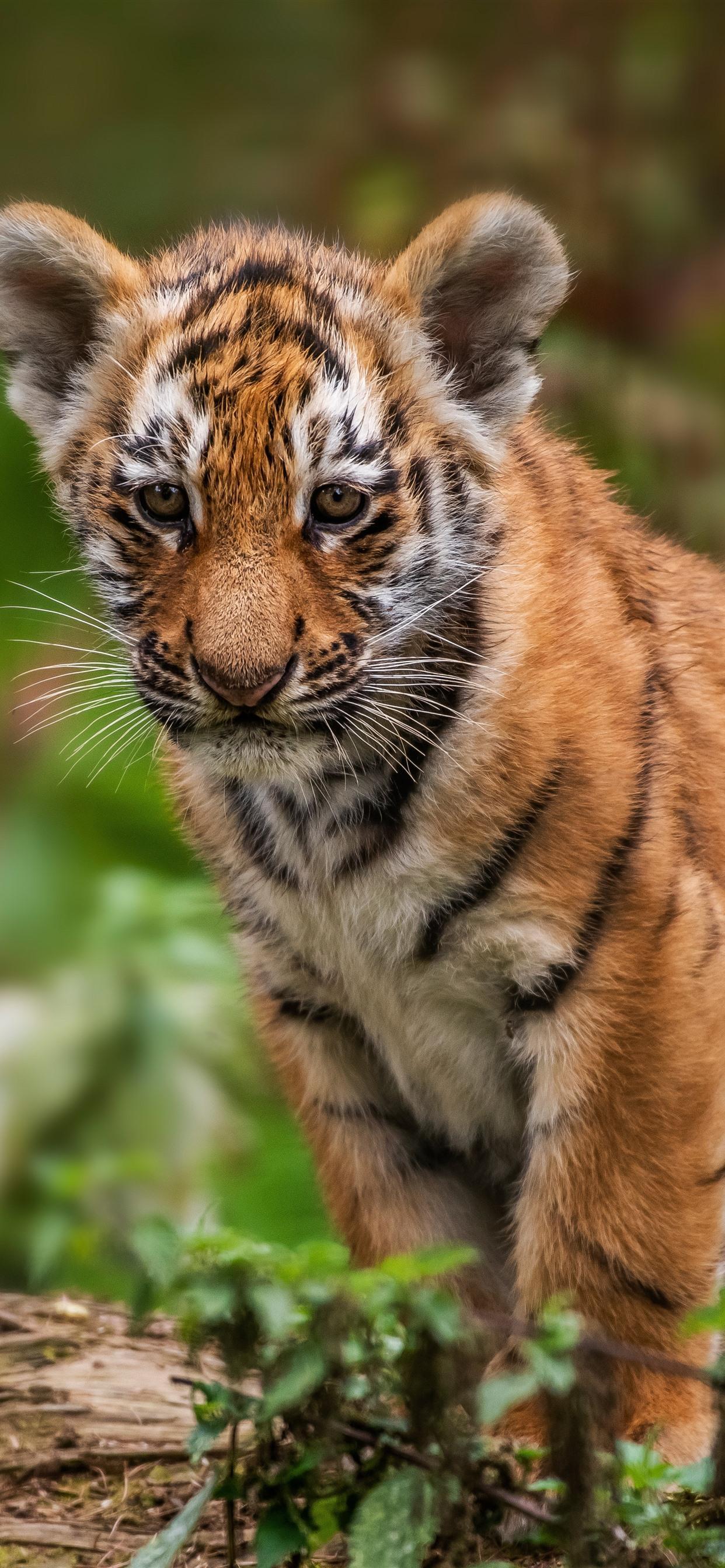1242x2688 Tiger Cubs Wallpaper