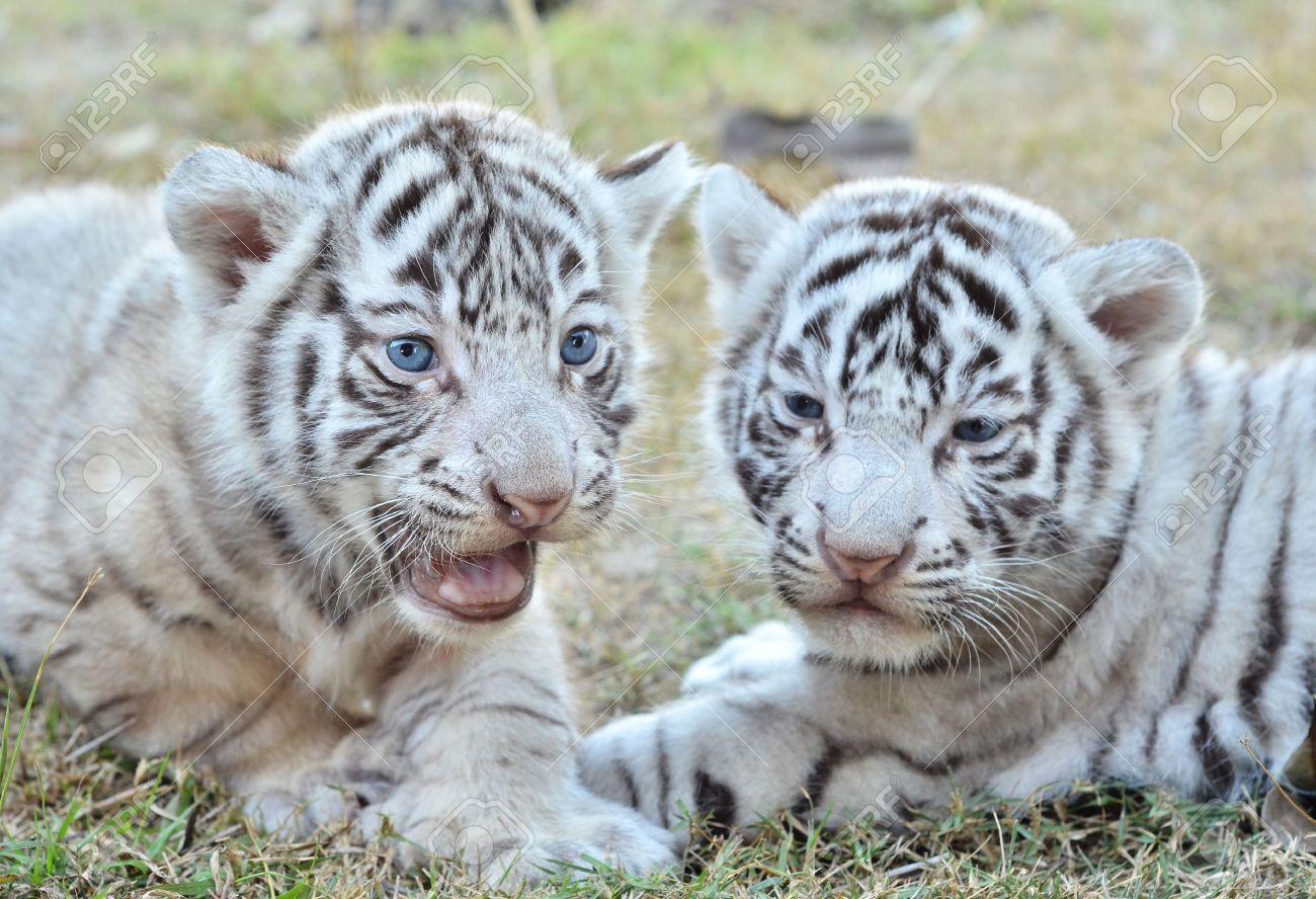 1300x888 White Tiger Cubs Wallpaper