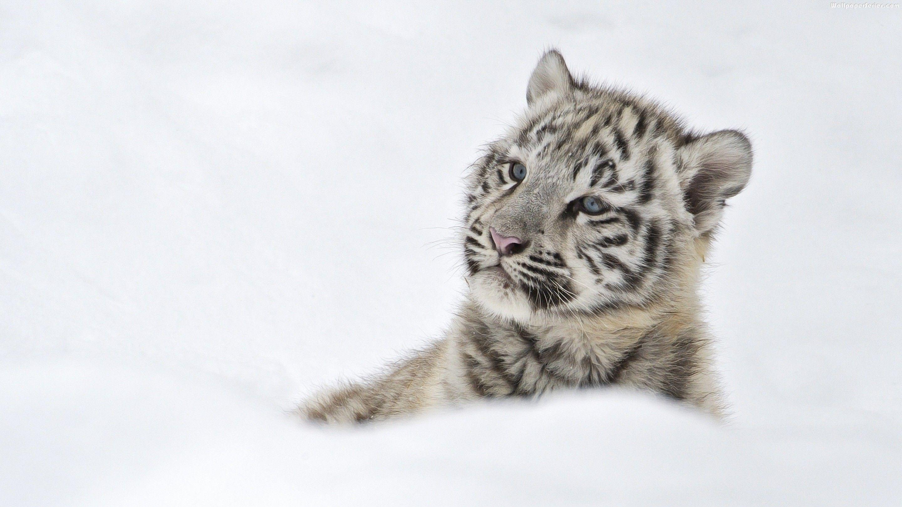 2880x1620 White Tiger Cubs In Snow
