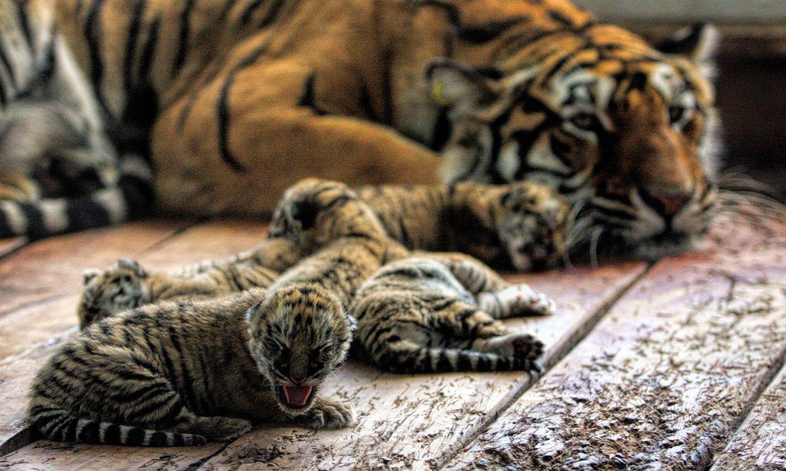 1600x960 Baby Tiger cub Antares Cats Animals Background Wallpaper on
