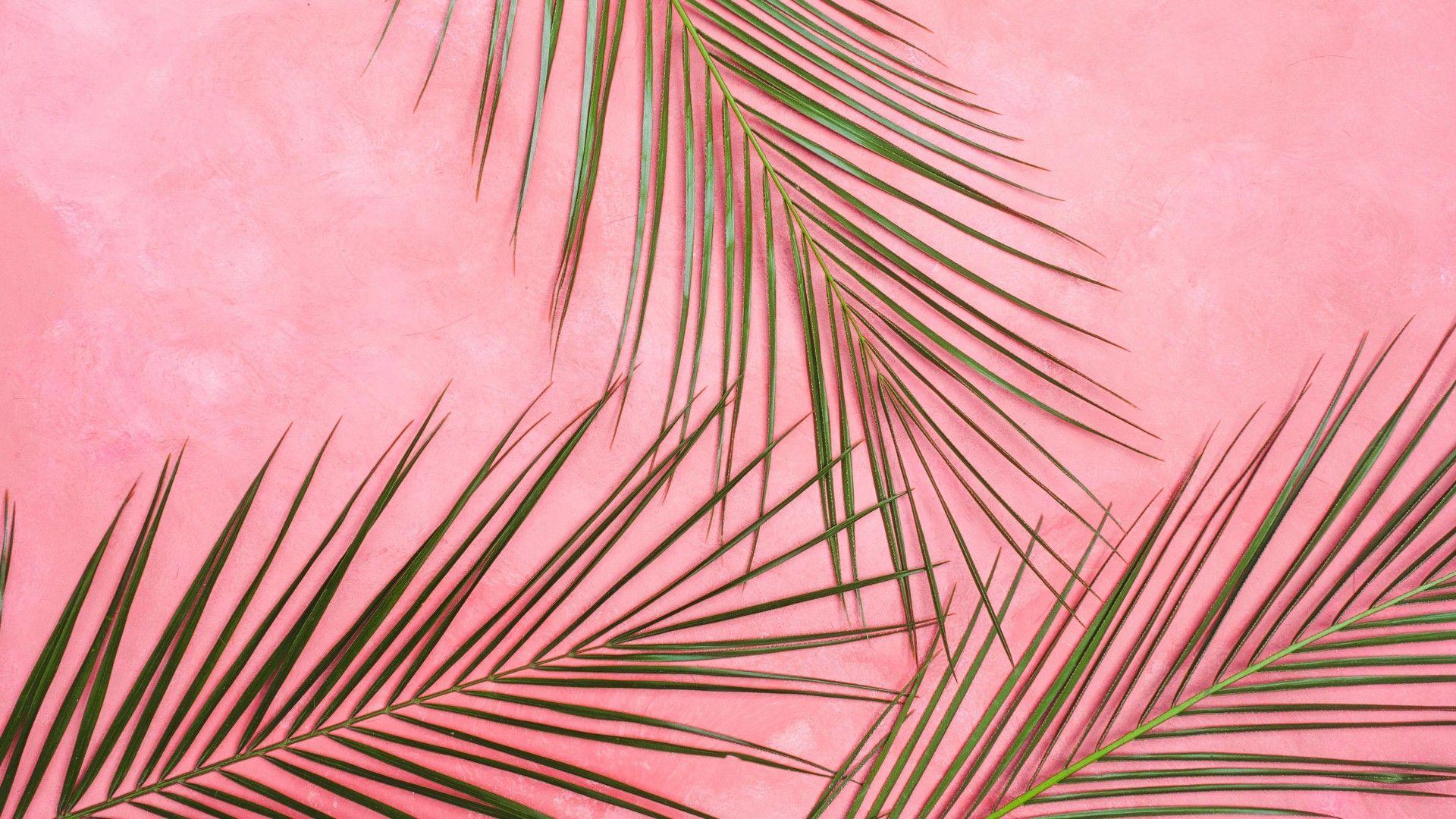 1920x1080 wallpaper palm tree, branches, pastel, leaves, minimalism HD
