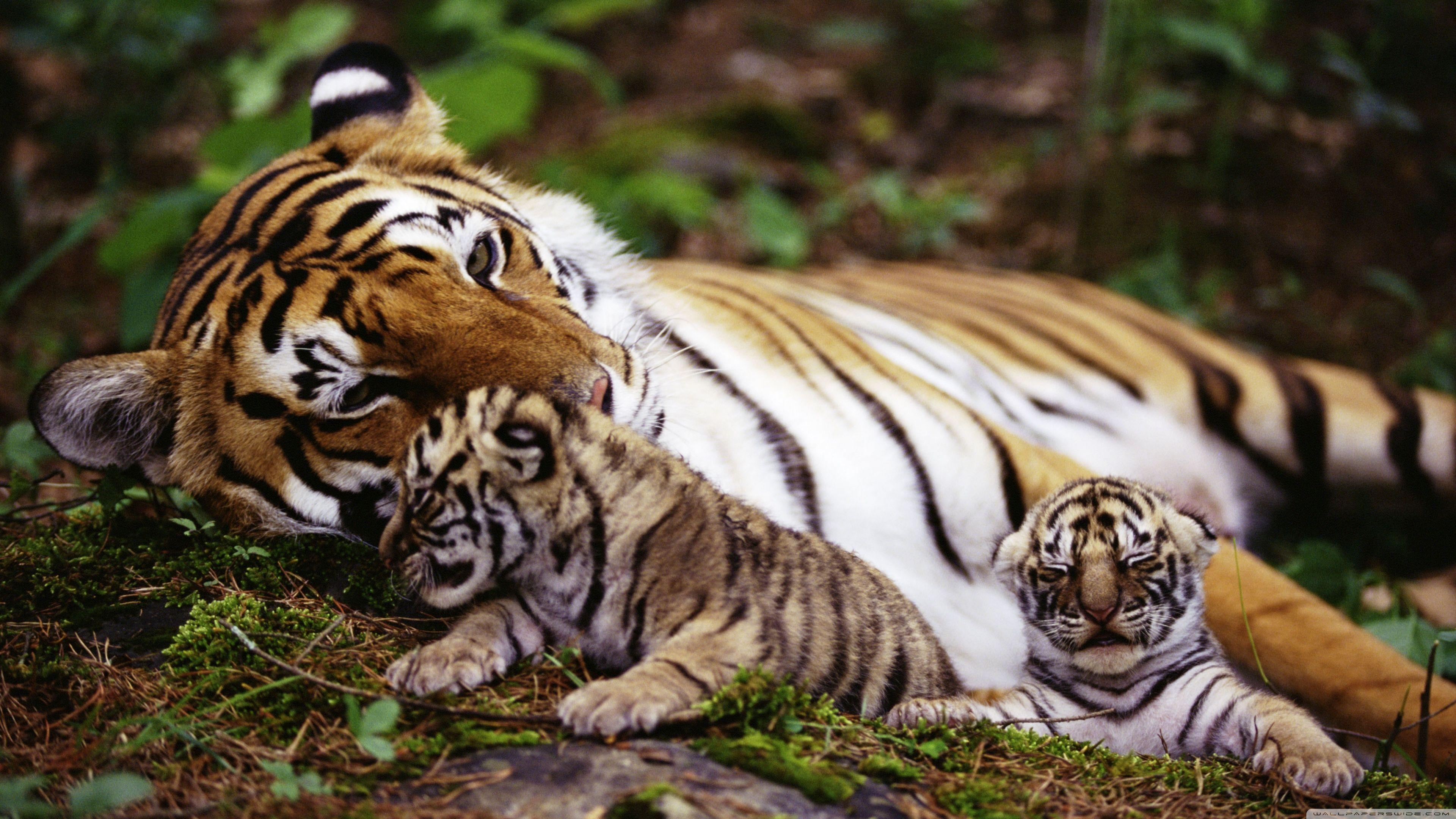 3840x2160 Tiger With Cubs Ultra HD Desktop Background Wallpaper for 4K UHD