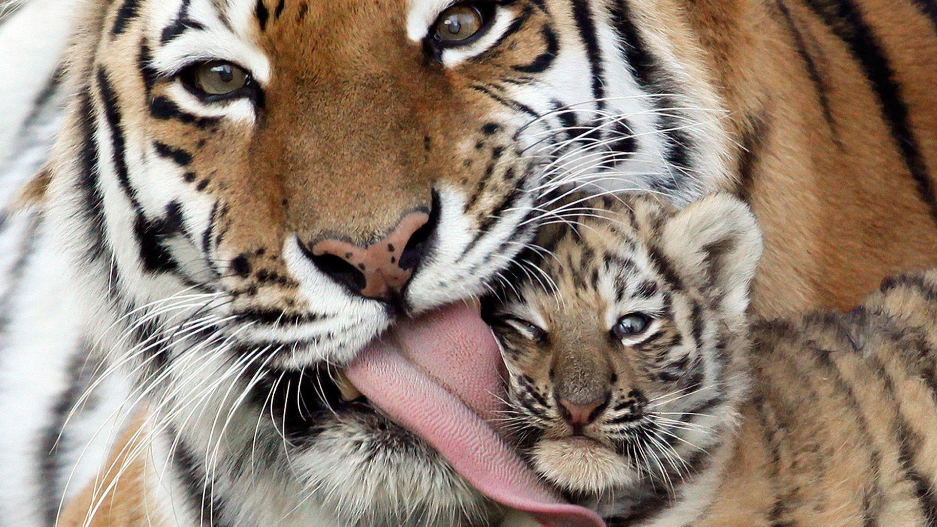 1920x1080 Download wallpaper 1920x1080 caring, kindness, tiger, tiger cub