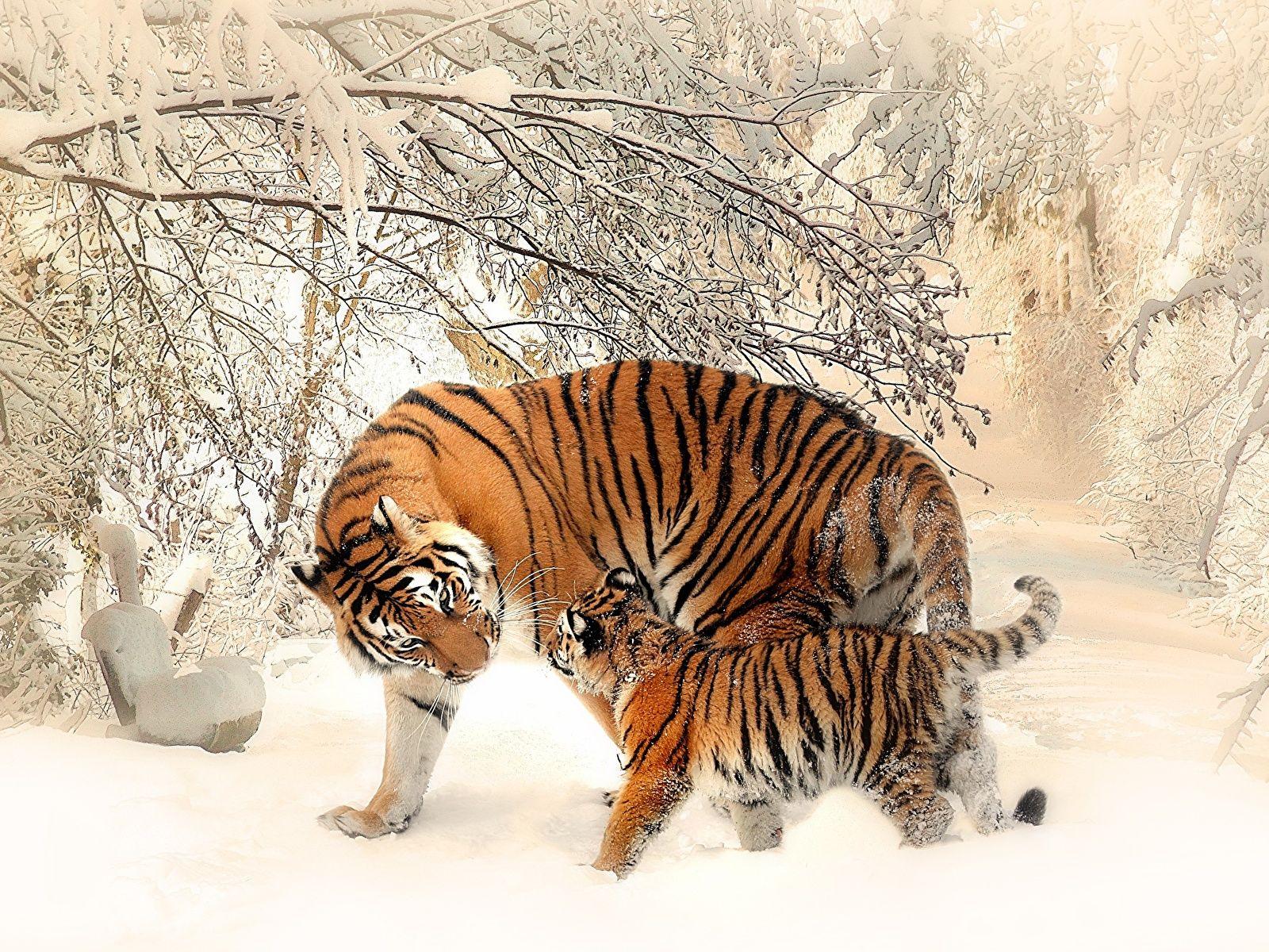 1600x1200 Wallpaper tiger Cubs Two Winter Snow Animals 1600x1200