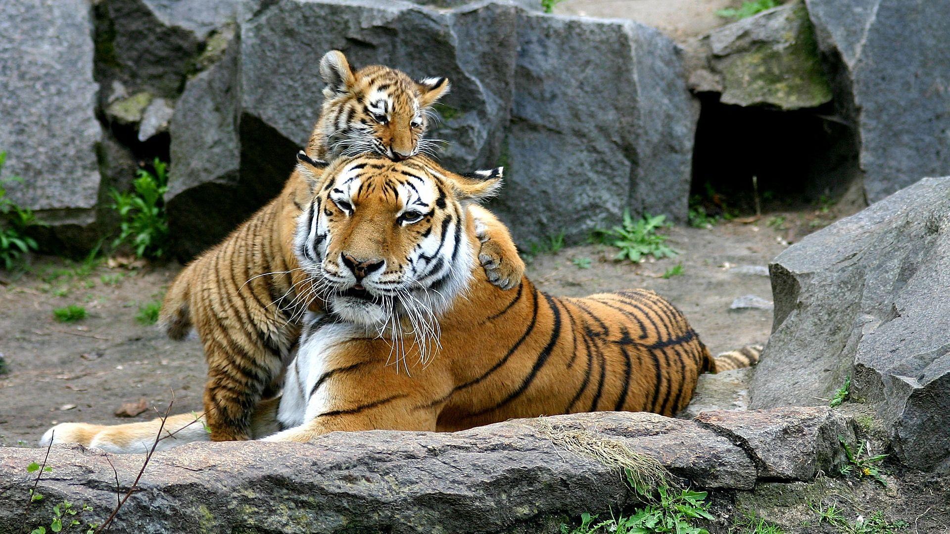 1920x1080 Tiger Cub Love Free Download Wallpaper HD