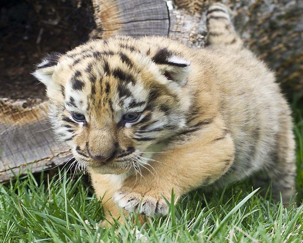 Tiger Cub Wallpapers - Top Free Tiger Cub Backgrounds - WallpaperAccess