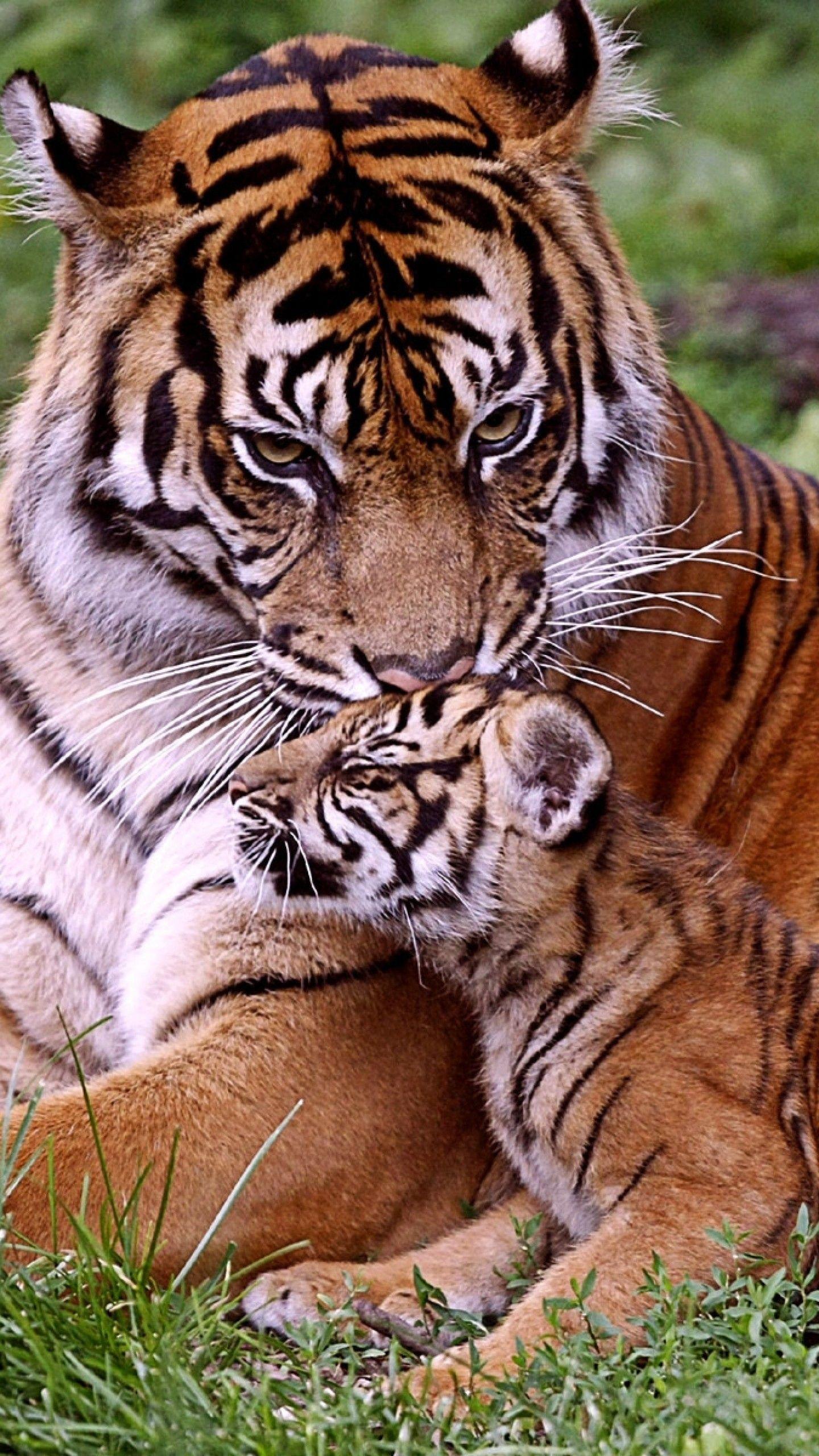 1440x2560 White Tiger Cubs Wallpaper
