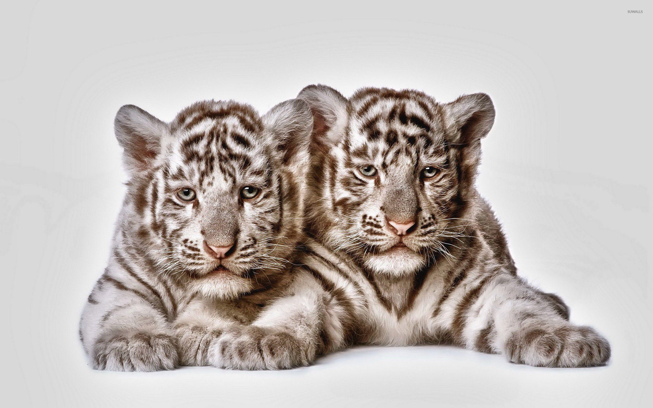 2560x1600 Tiger cubs wallpaper wallpaper