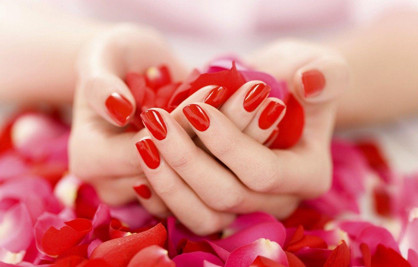1332x850 Wallpaper hands, petals, gently, manicure, red nail Polish image