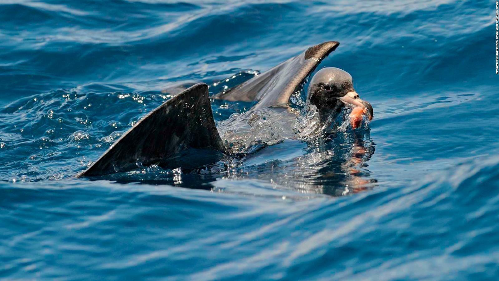 1600x900 Plastic pollution is making seabirds smaller and sicker