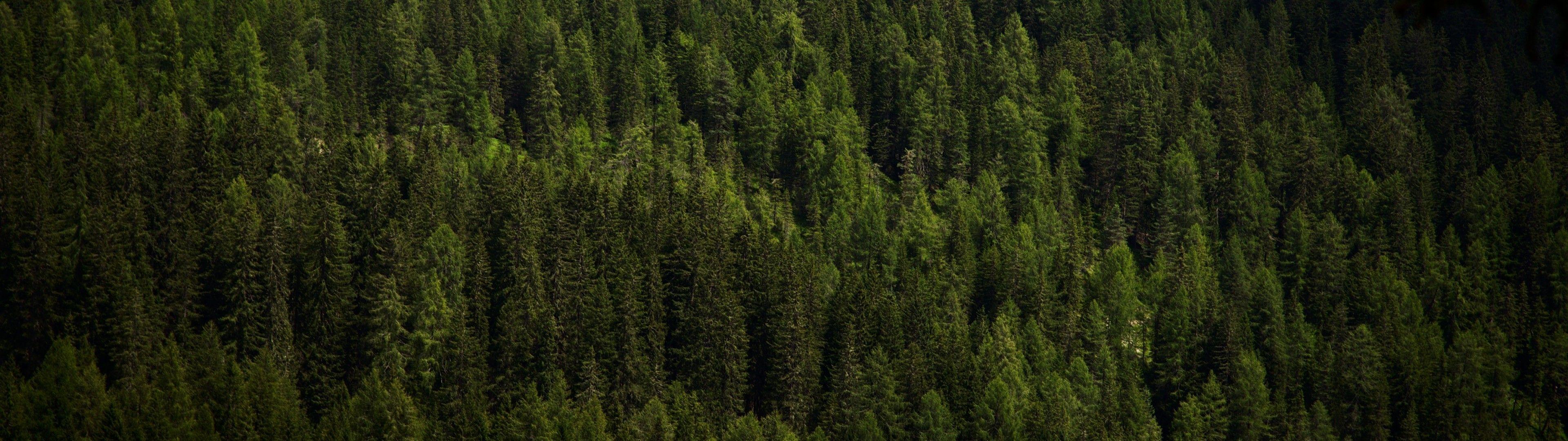 Hình nền rừng: Với tầm nhìn vô tận và vẻ đẹp tự nhiên, rừng là một trong những chủ đề được ưa chuộng trong các hình nền. Bạn muốn có một tấm hình nền rừng độc đáo và ấn tượng? Tại sao không xem qua bộ sưu tập hình ảnh rừng mà chúng tôi thu thập và chia sẻ?