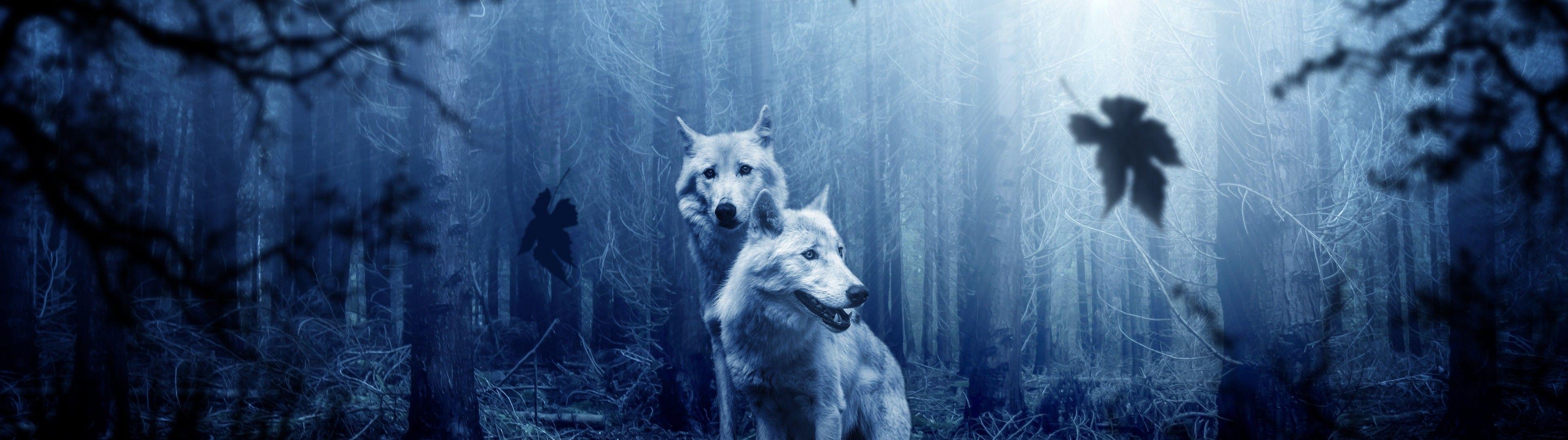 3840x1080 Wallpaper Wolves, Predators, Forest, Photohop 3840x1080