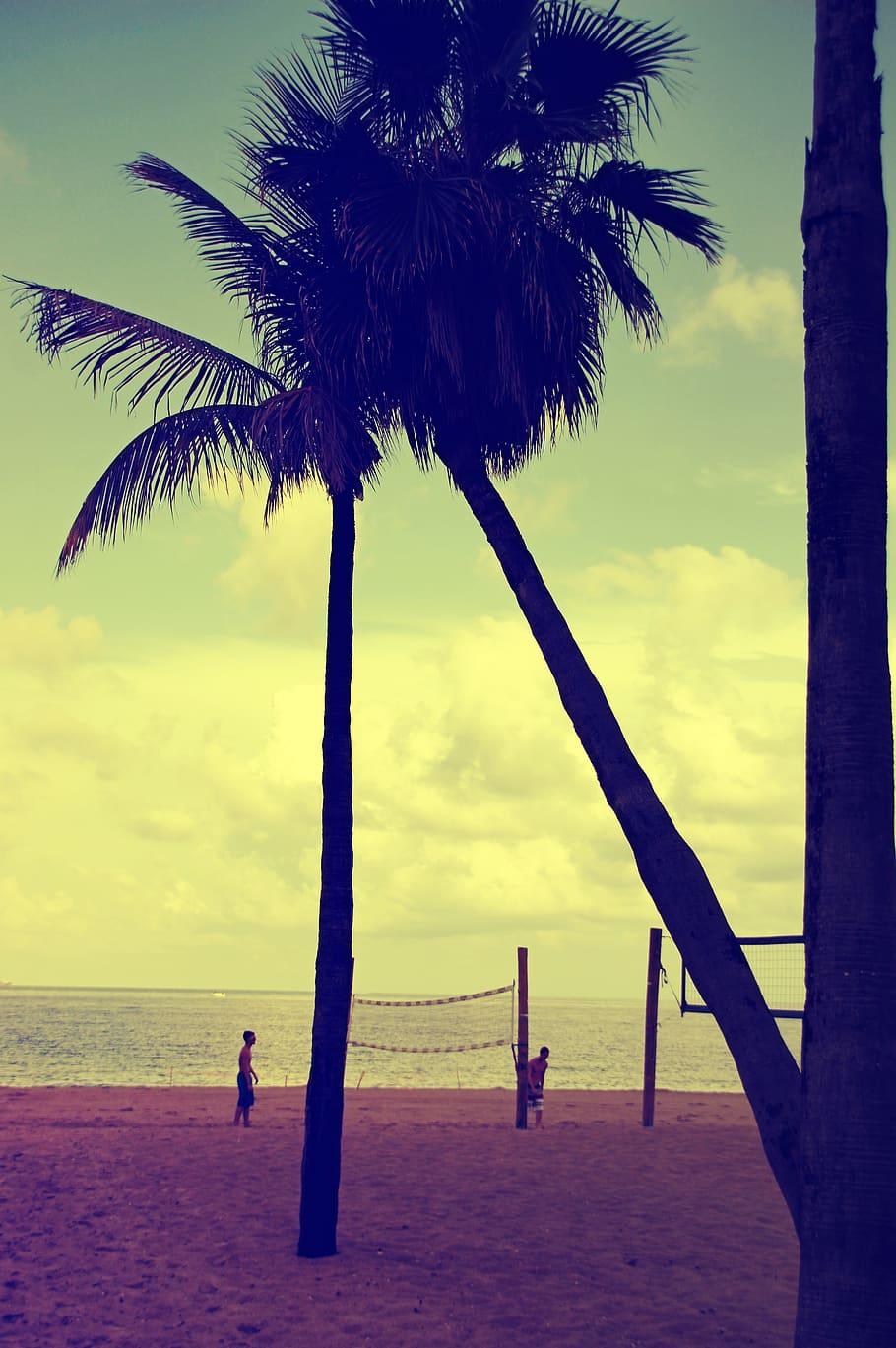 910x1369 HD wallpaper: florida, fort lauderdale, palm trees, beach, sunset