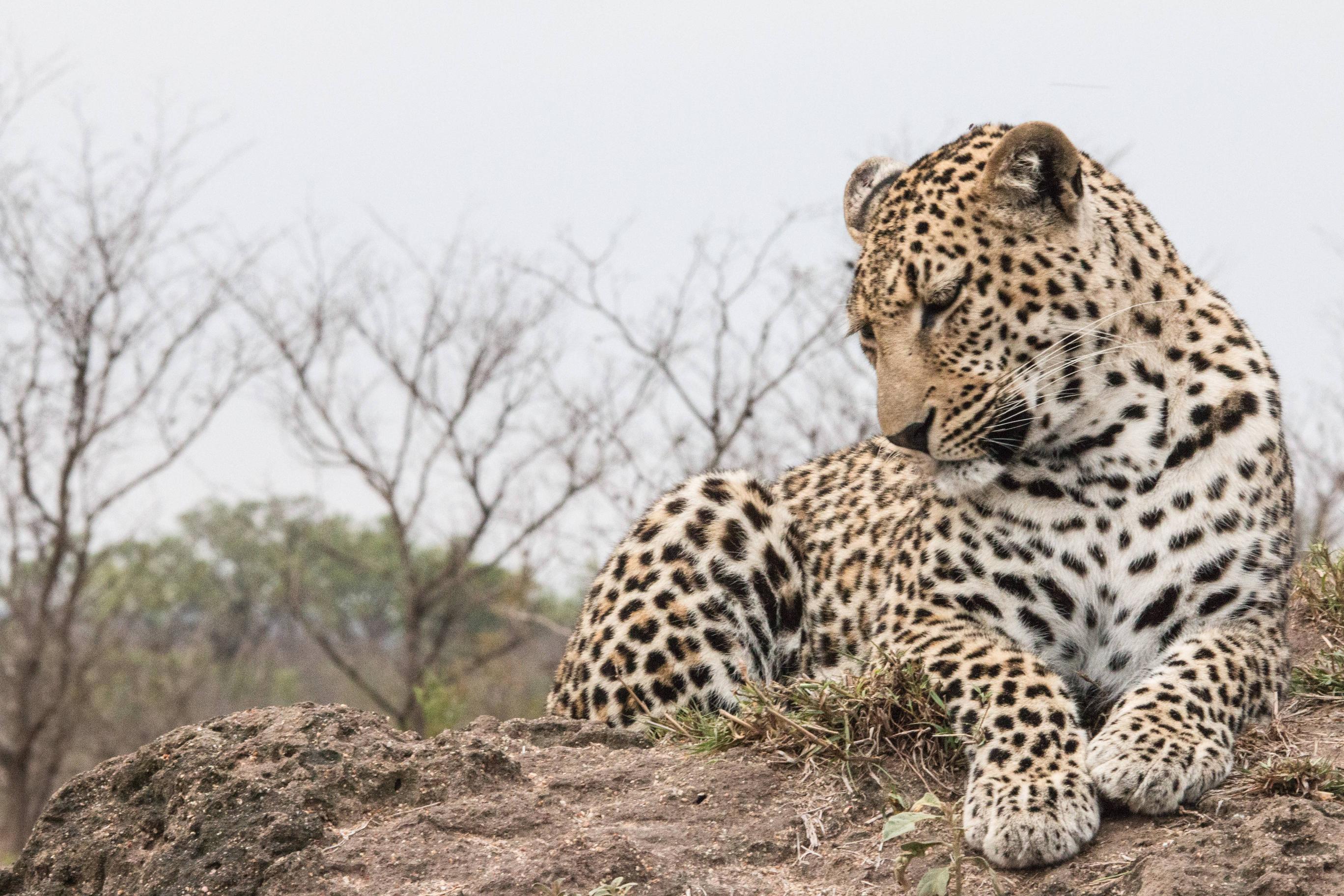 2736x1824 Leopard Full HD Wallpaper and Background Imagex1824
