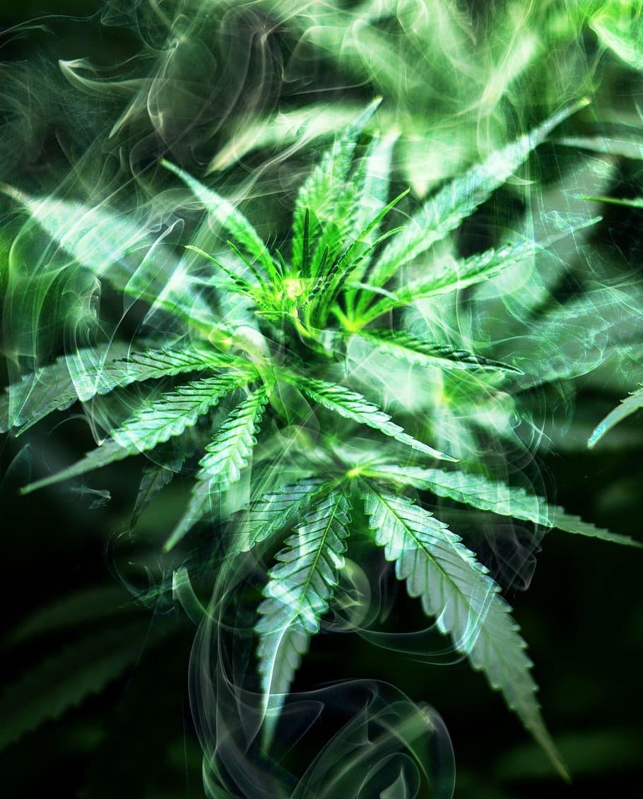 910x1131 HD wallpaper: mist on Cannabis leaves, smoke, marijuana, weed