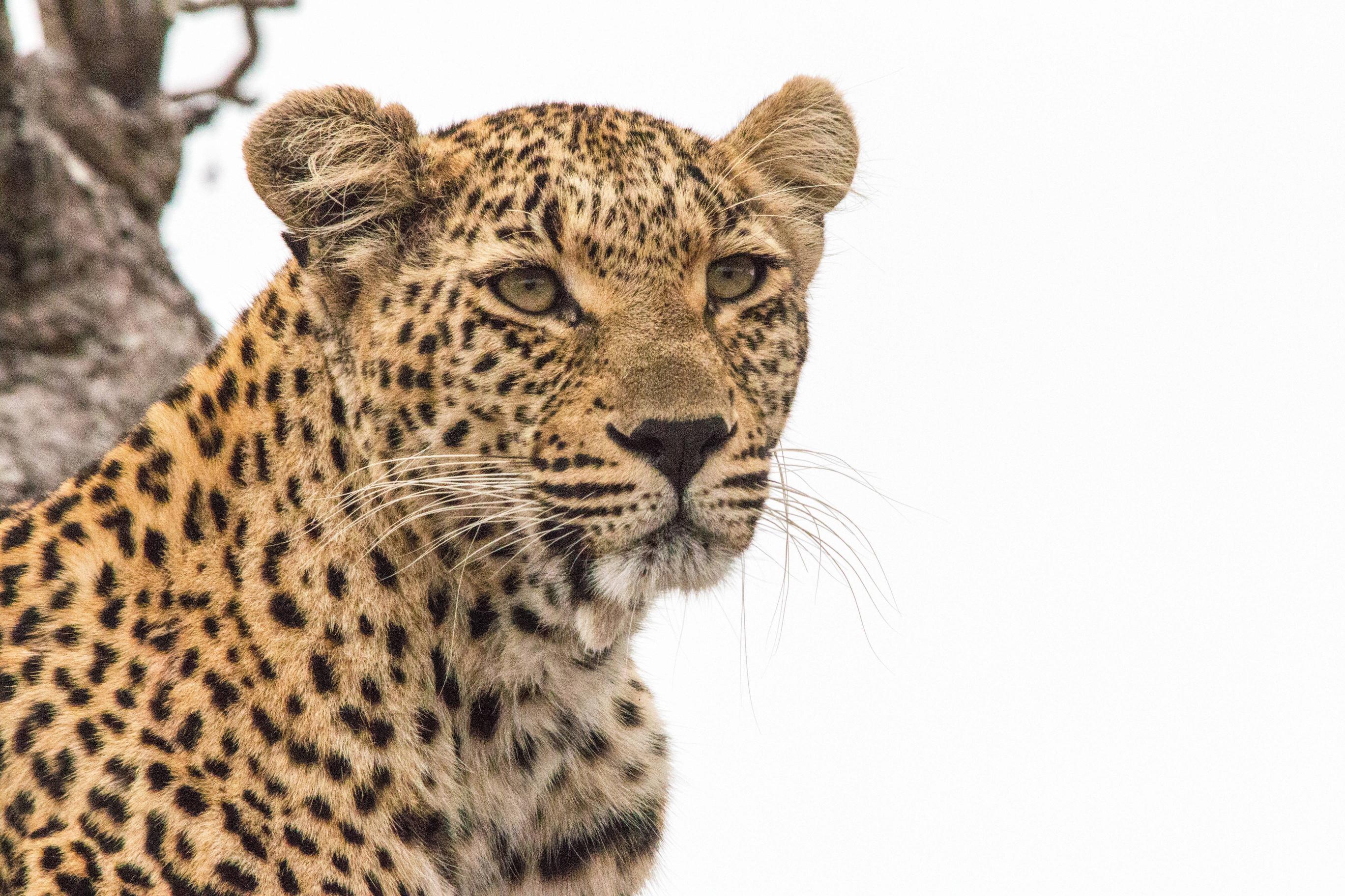 2736x1824 Leopard Full HD Wallpaper and Background Imagex1824