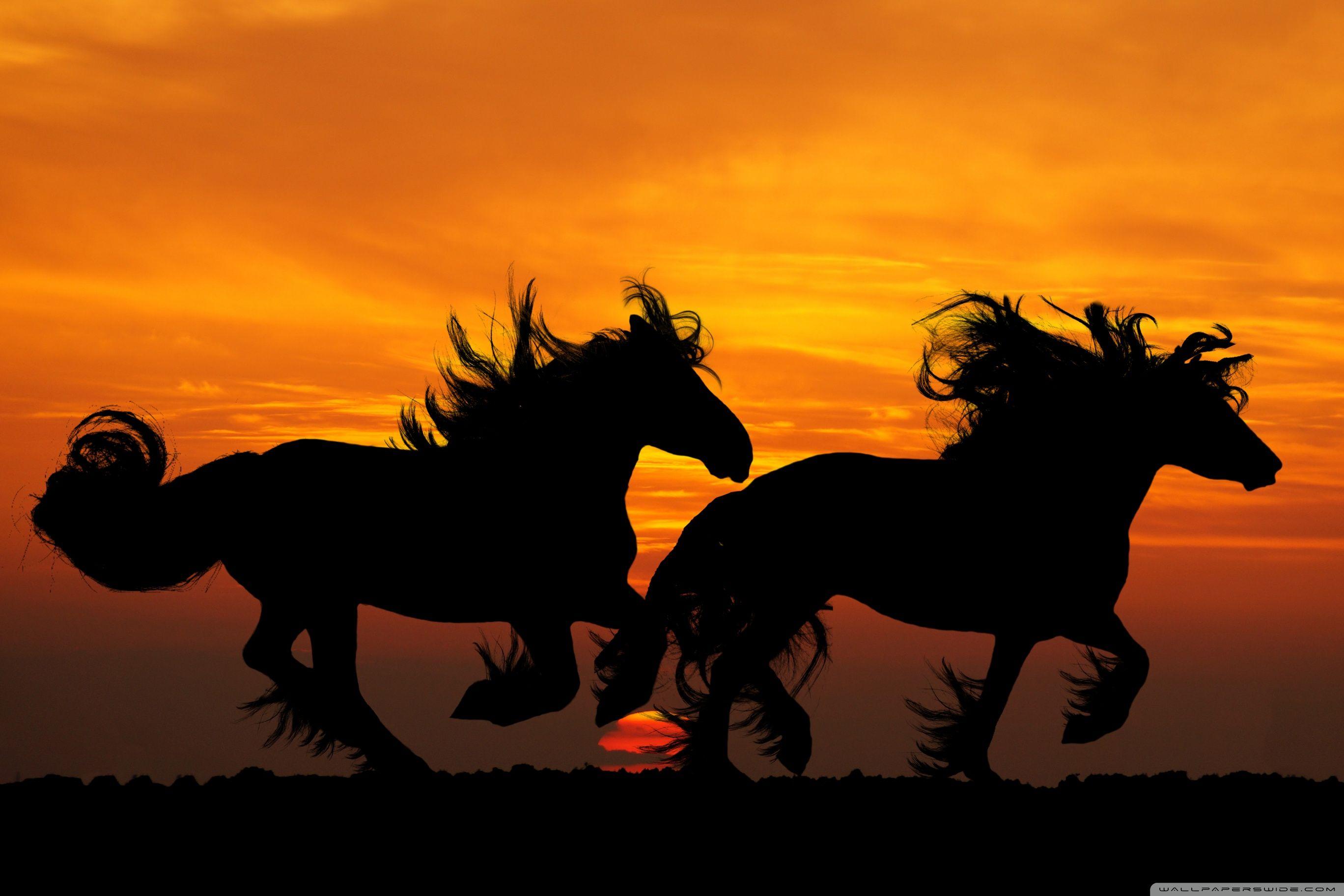 2736x1824 Horses ❤ 4K HD Desktop Wallpaper for 4K Ultra HD TV • Wide & Ultra