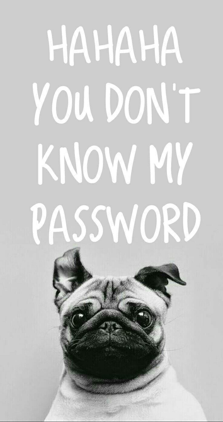 Hahaha You Don't Know My Password Wallpapers - Top Free Hahaha You Don