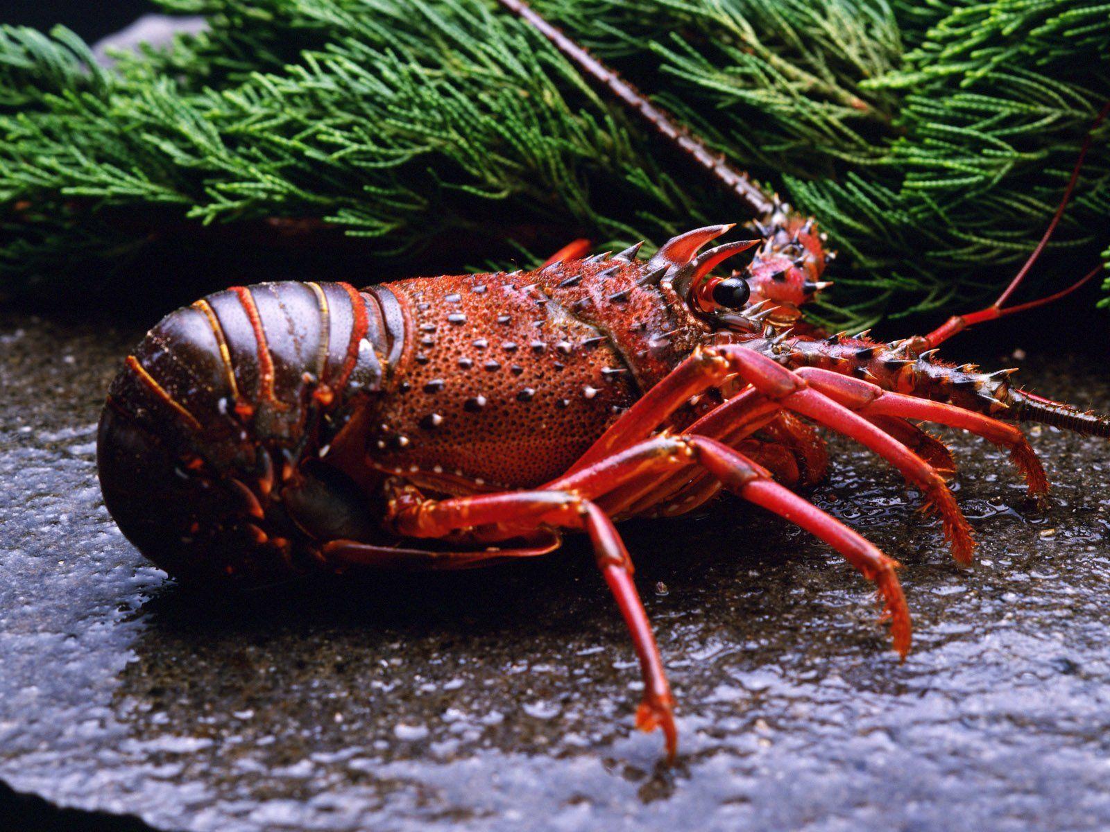 1600x1200 Lobster HD Wallpaper and Background Image