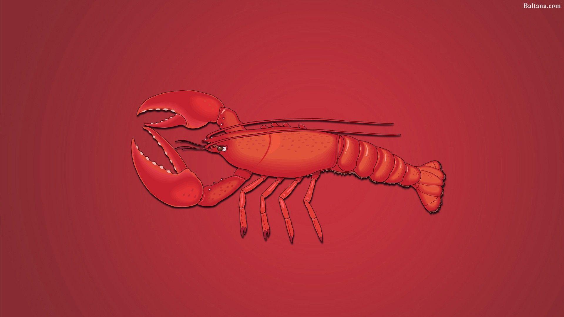 Lobster lobster HD wallpaper  Peakpx