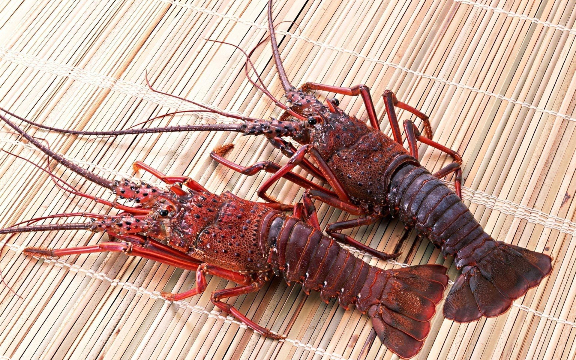 Lobster Wallpapers Top Free Lobster Backgrounds WallpaperAccess