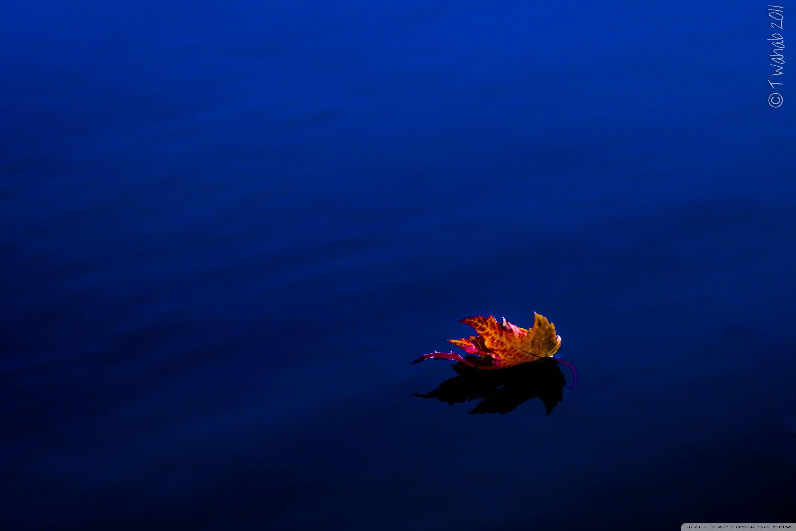 2736x1824 Fallen Leaf ❤ 4K HD Desktop Wallpaper for 4K Ultra HD TV • Wide