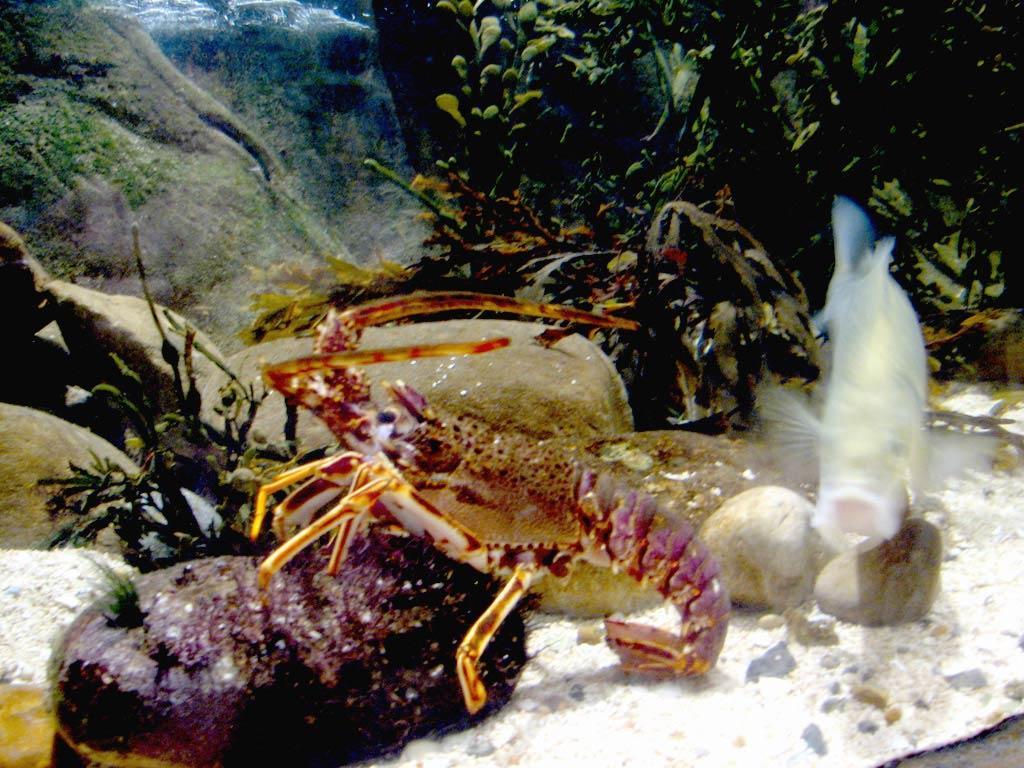 1024x768 Lobster Wallpaper