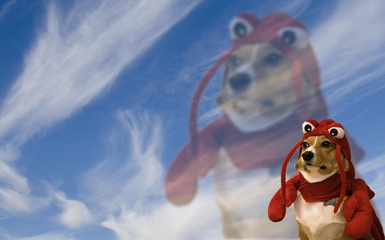 1280x800 Lobster dog wallpaper, you're welcome