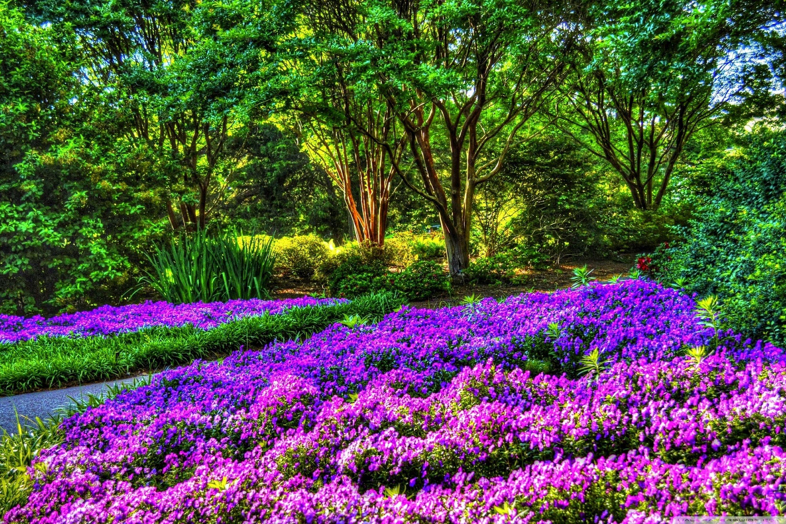 2736x1824 Purple Garden ❤ 4K HD Desktop Wallpaper for 4K Ultra HD TV • Wide
