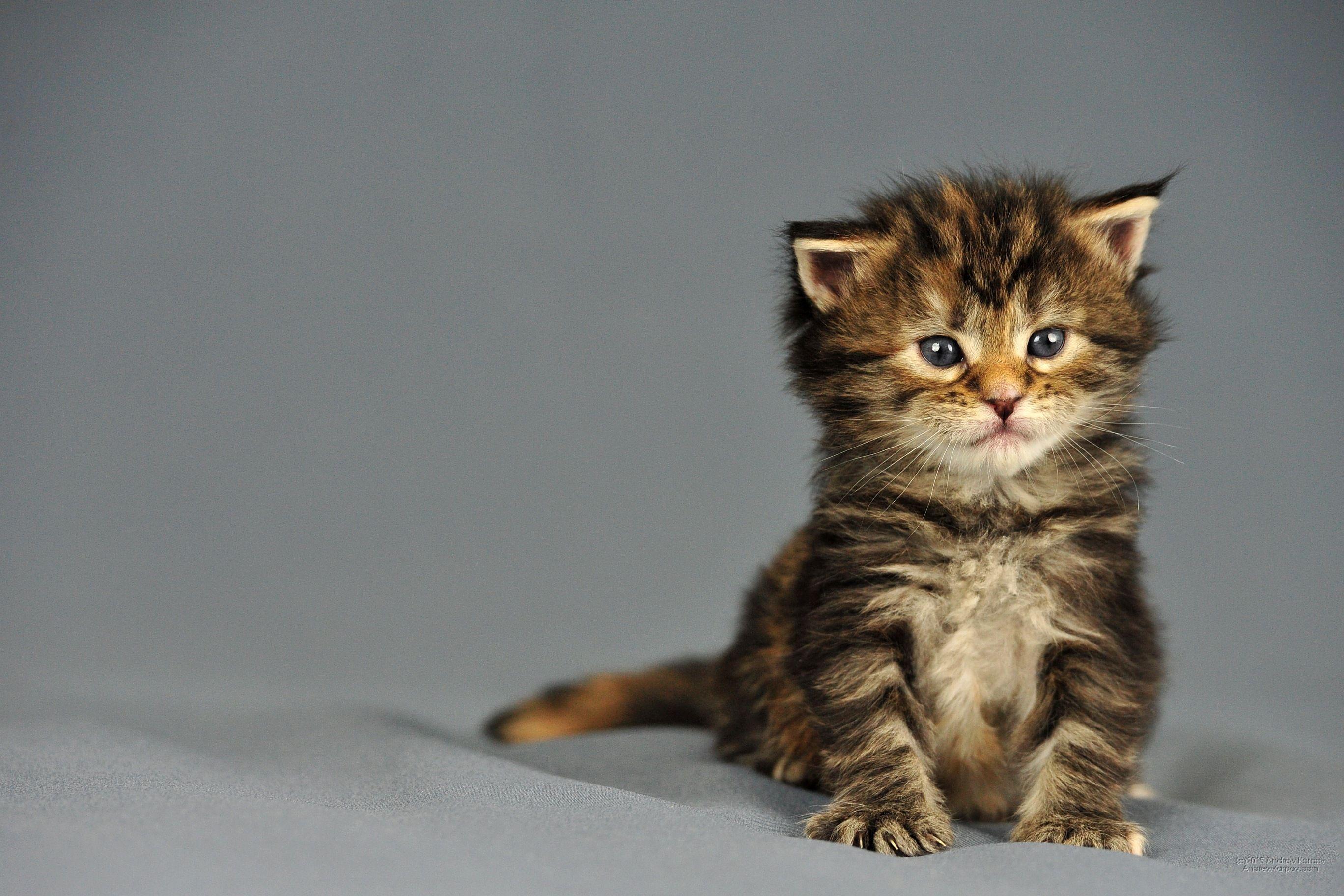 2736x1824 Maine Coon, Torbie kitten. Astonishing purebred kittens