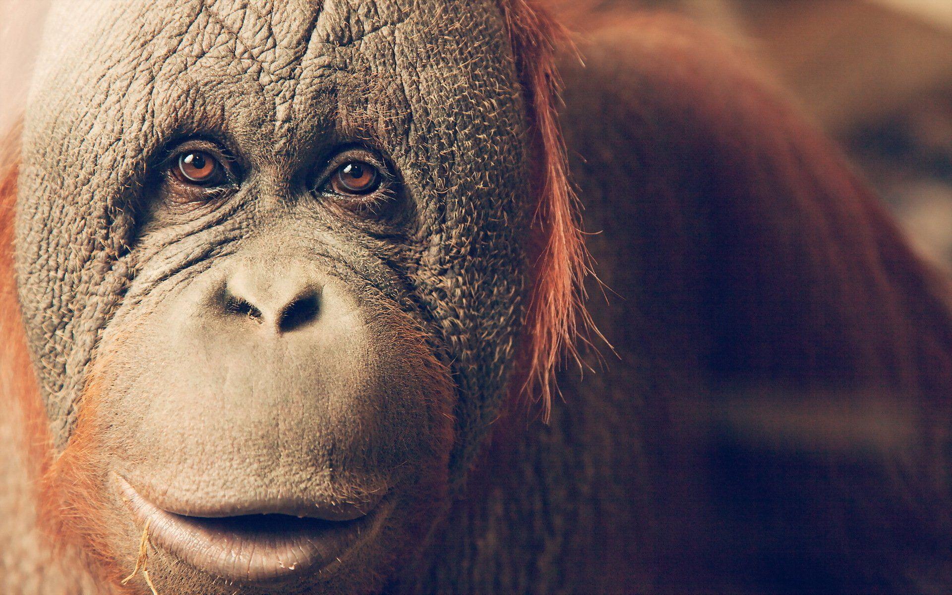 Orangutan Wallpapers - Top Free Orangutan Backgrounds - WallpaperAccess