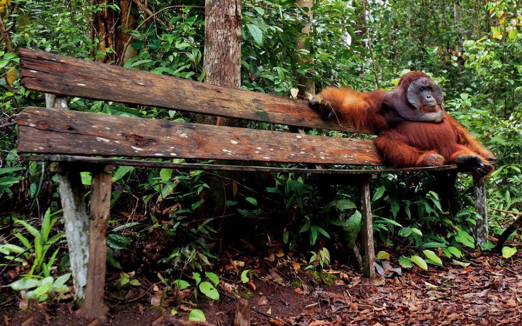 1680x1050 Orangutan HD Wallpaper and Background Image