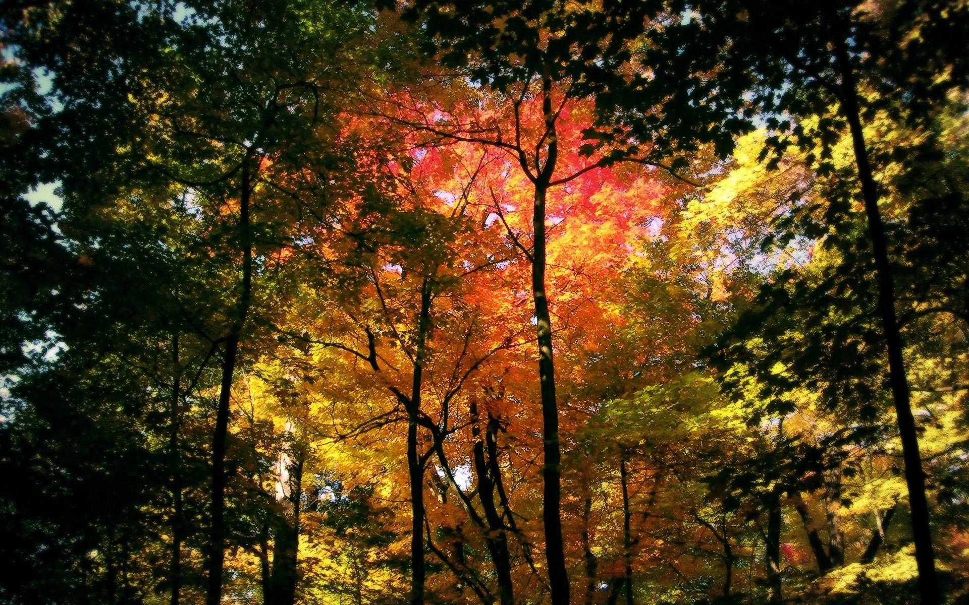 1920x1200 Free download forest wallpaper autumn nature wallpaper 1920 1200