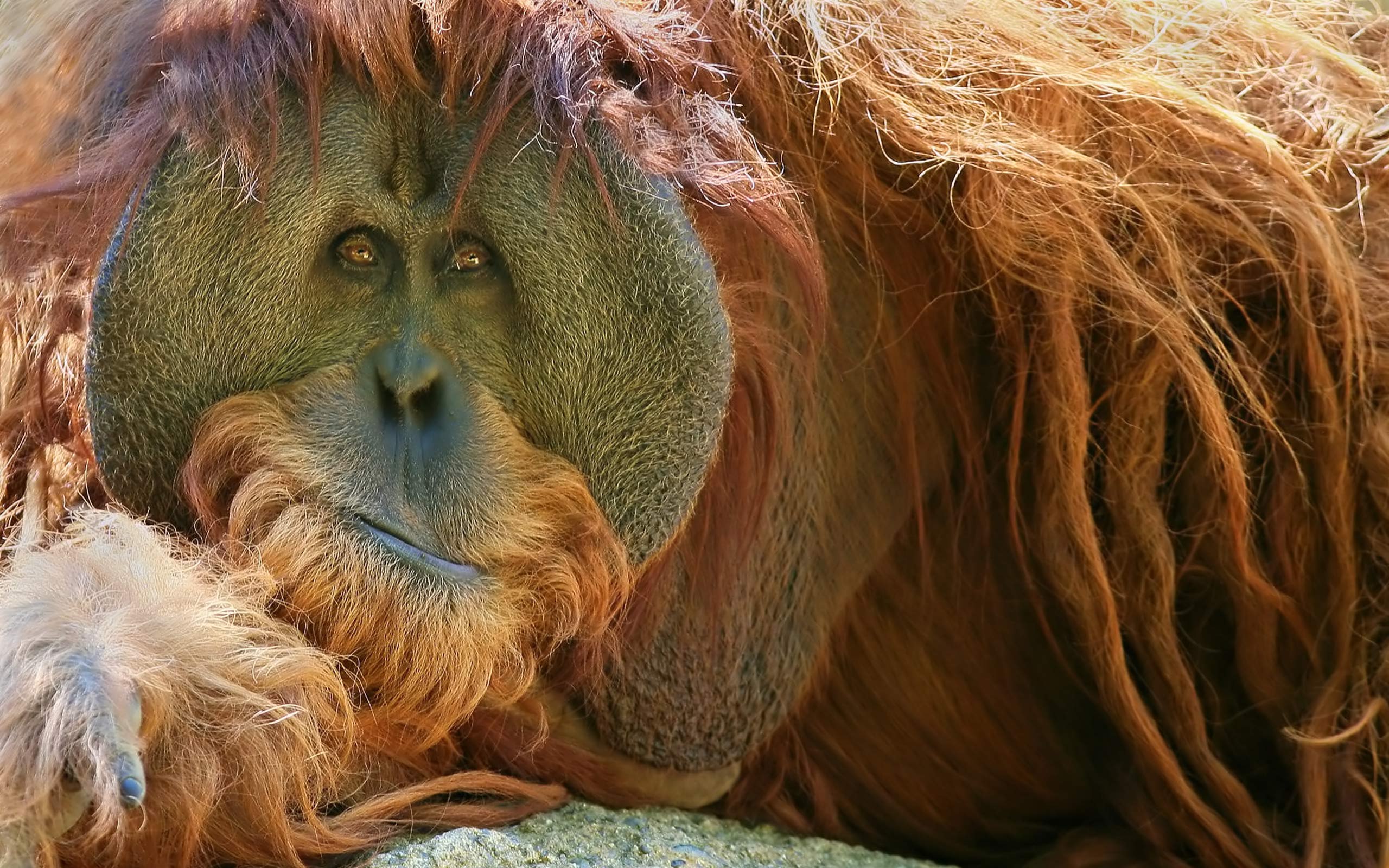 2560x1600 Orangutan Wallpaper