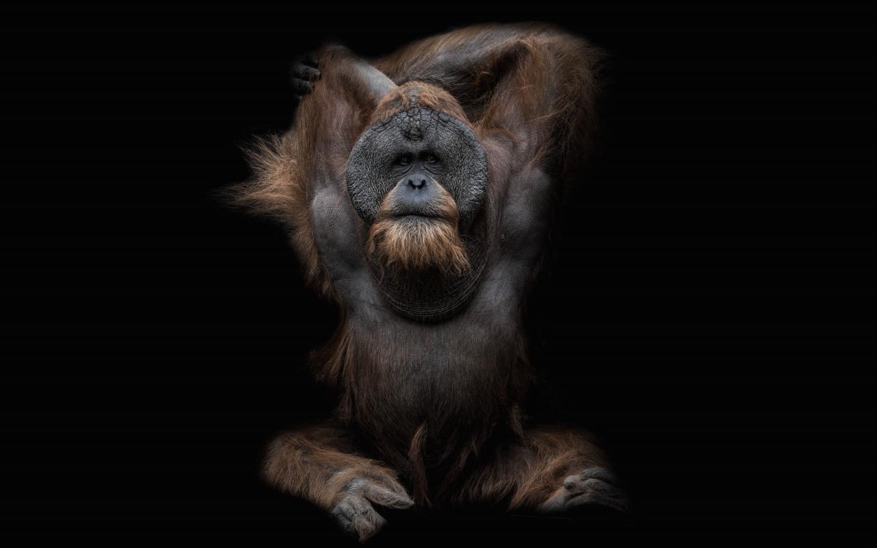 1280x800 Orangutan wallpaper 1280x800 desktop background